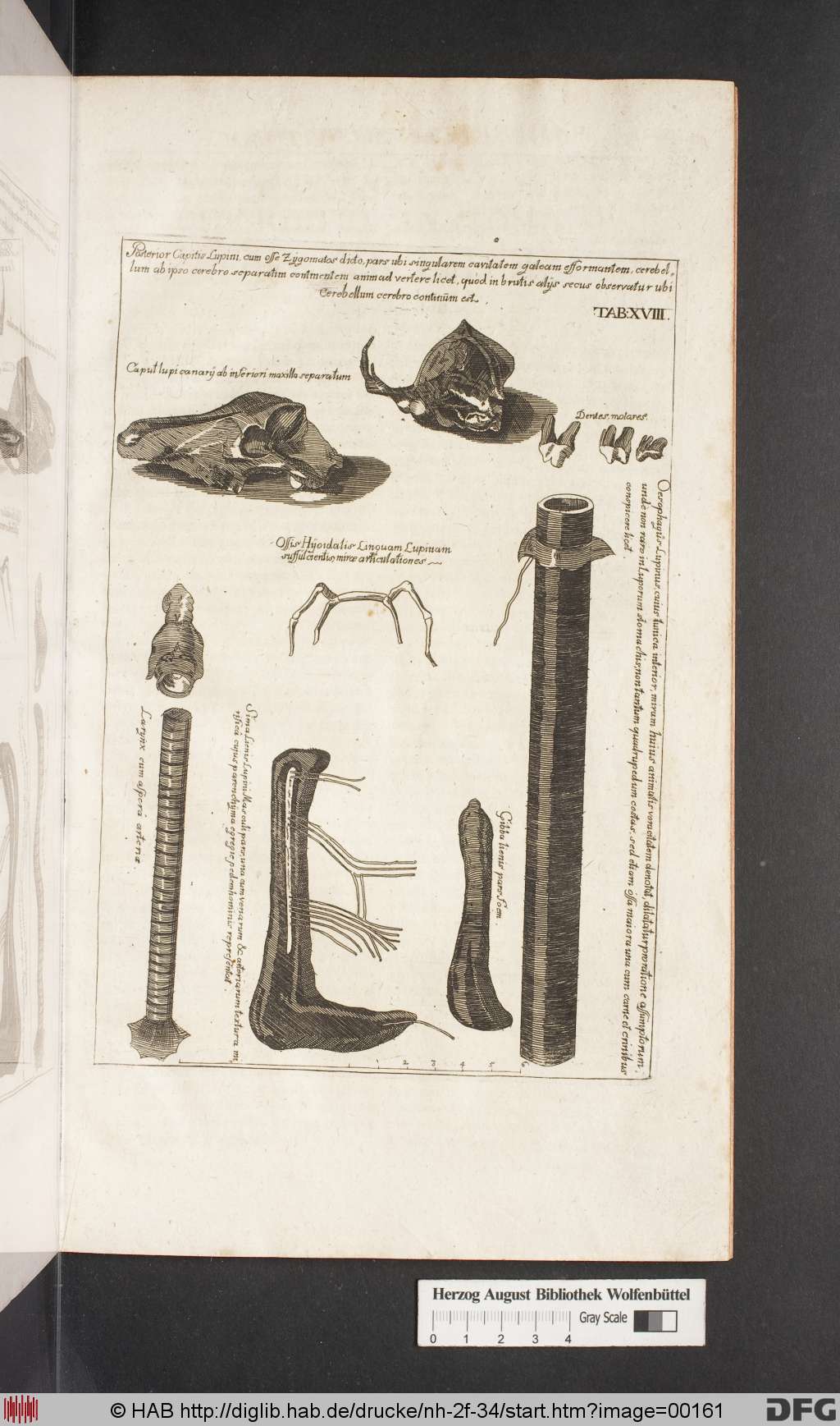 http://diglib.hab.de/drucke/nh-2f-34/00161.jpg