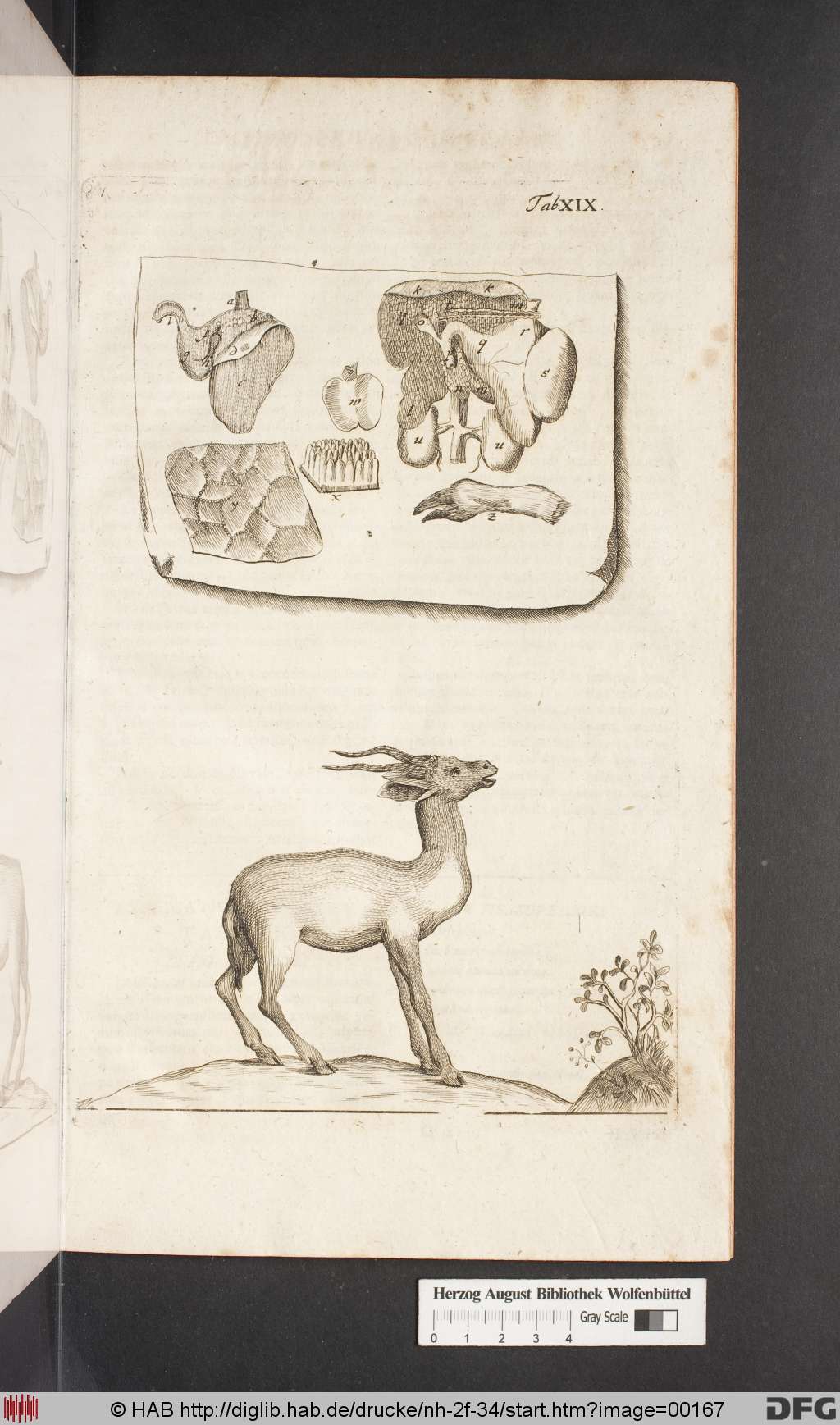 http://diglib.hab.de/drucke/nh-2f-34/00167.jpg