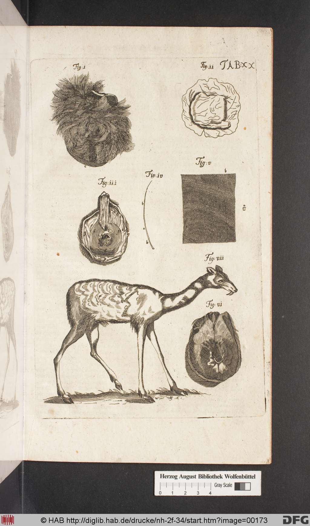 http://diglib.hab.de/drucke/nh-2f-34/00173.jpg