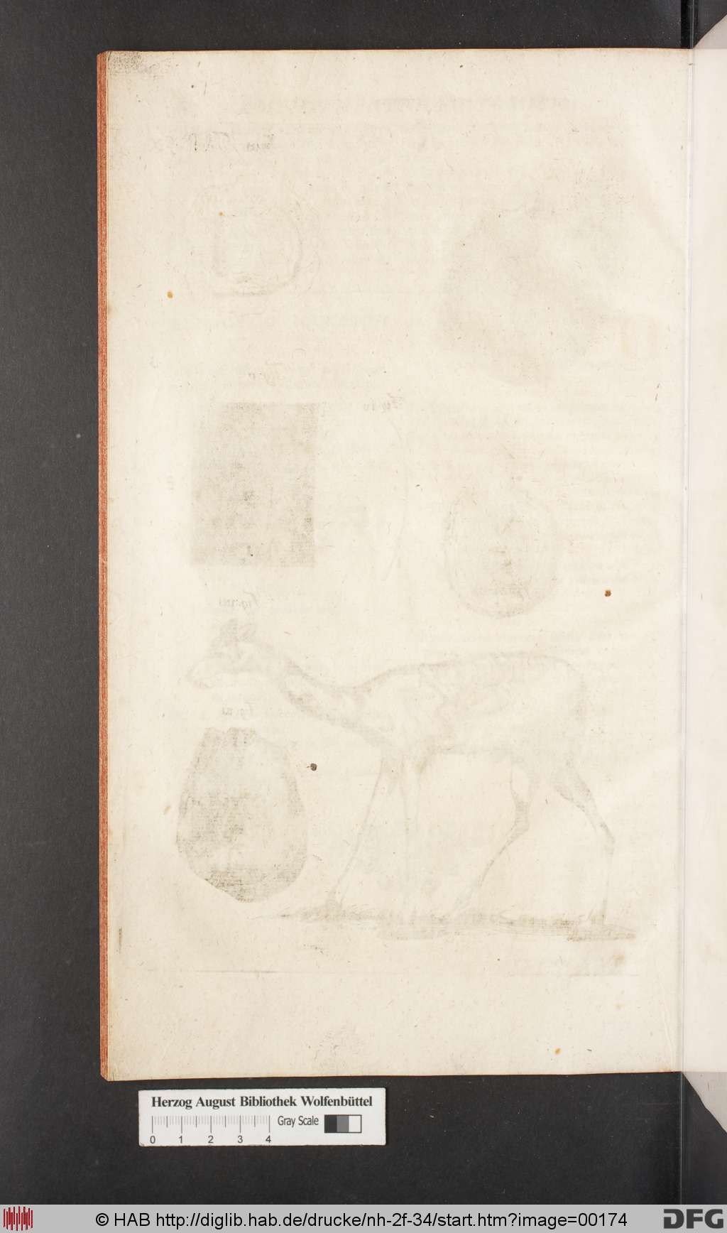 http://diglib.hab.de/drucke/nh-2f-34/00174.jpg