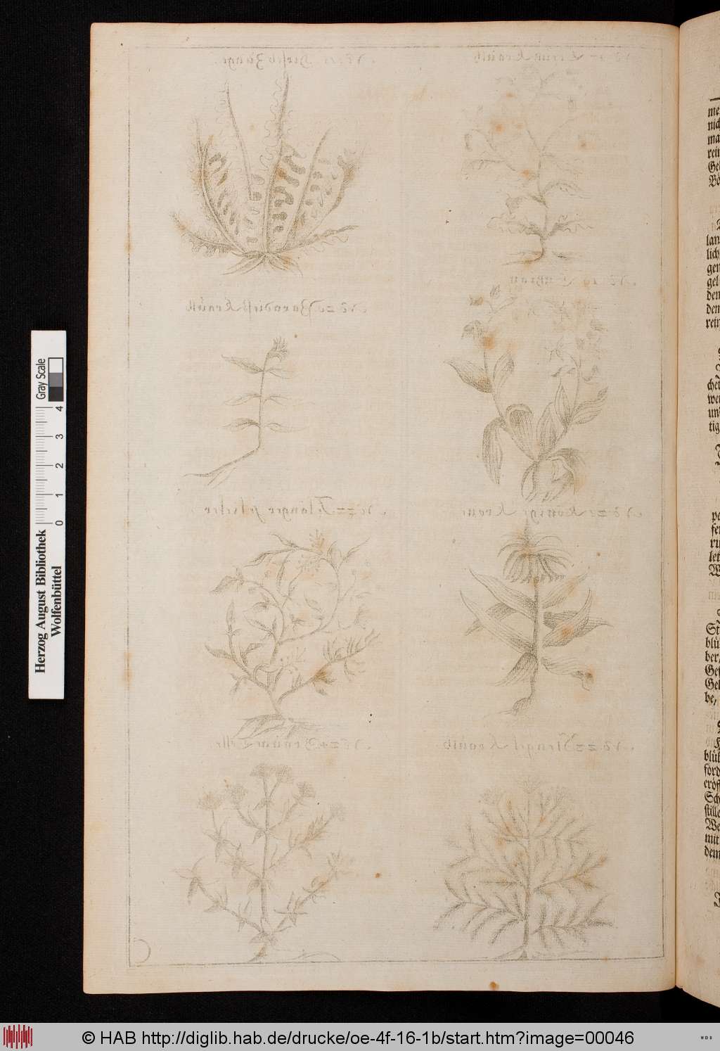 http://diglib.hab.de/drucke/oe-4f-16-1b/00046.jpg