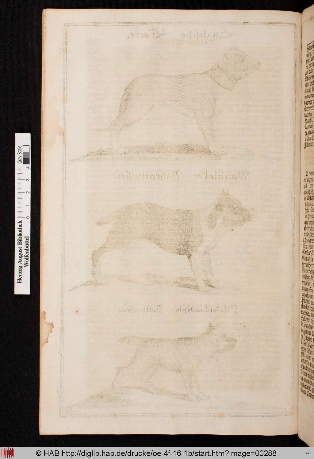 http://diglib.hab.de/drucke/oe-4f-16-1b/00288.jpg