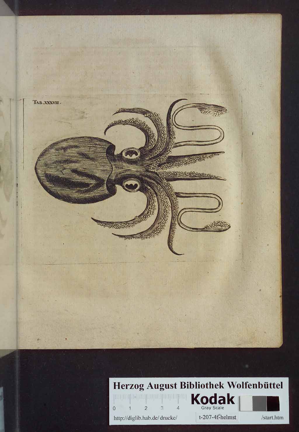 http://diglib.hab.de/drucke/t-207-4f-helmst/00059.jpg