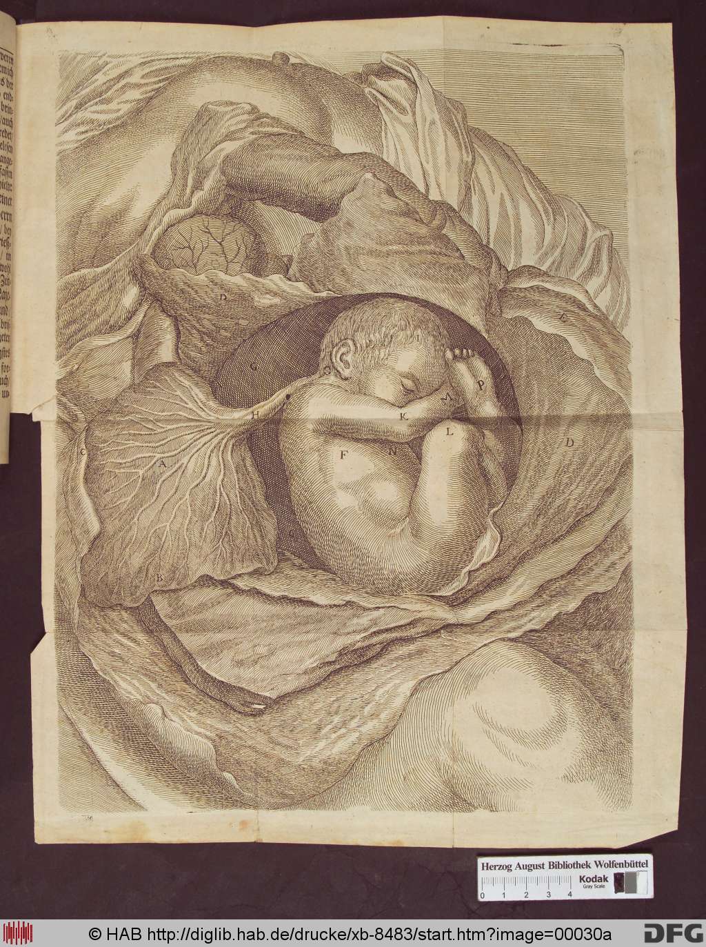 http://diglib.hab.de/drucke/xb-8483/00030a.jpg