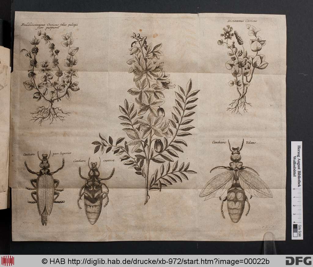http://diglib.hab.de/drucke/xb-972/00022b.jpg