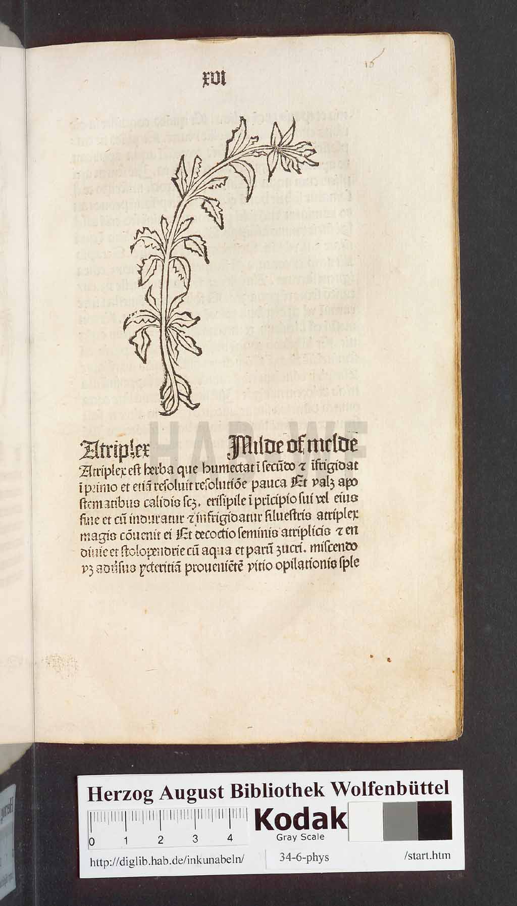 http://diglib.hab.de/inkunabeln/34-6-phys/00035.jpg