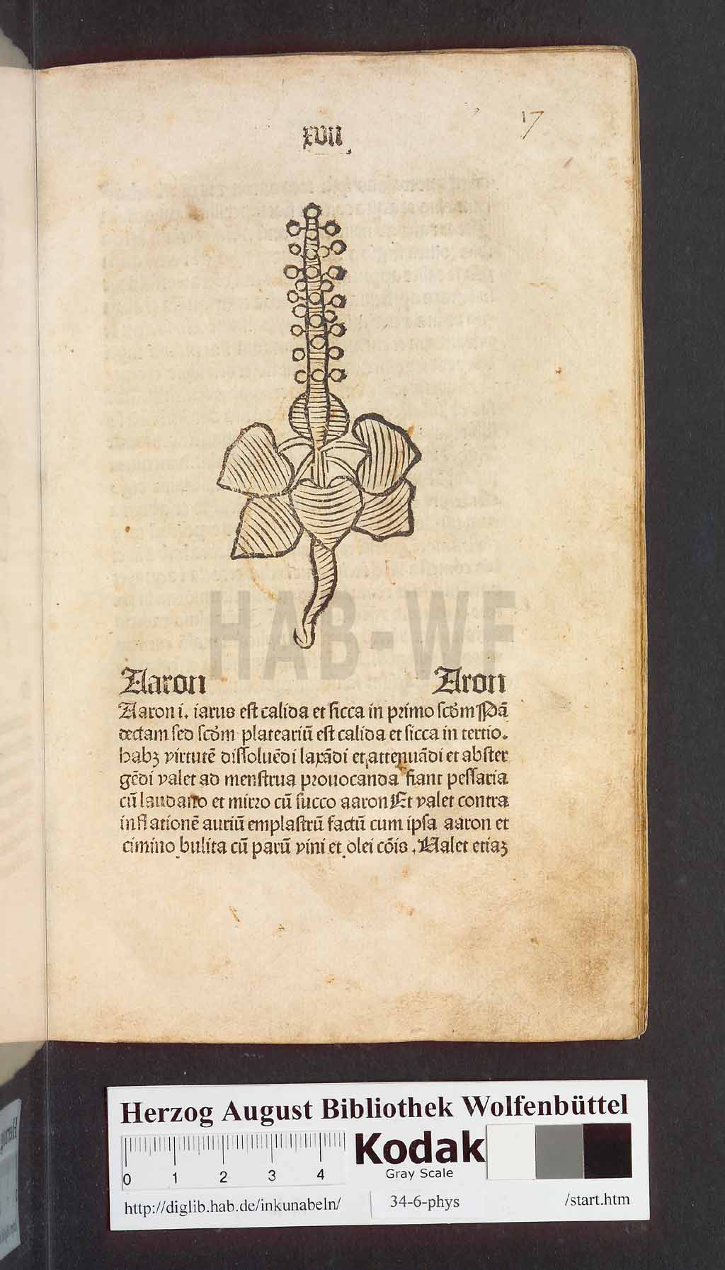 http://diglib.hab.de/inkunabeln/34-6-phys/00037.jpg