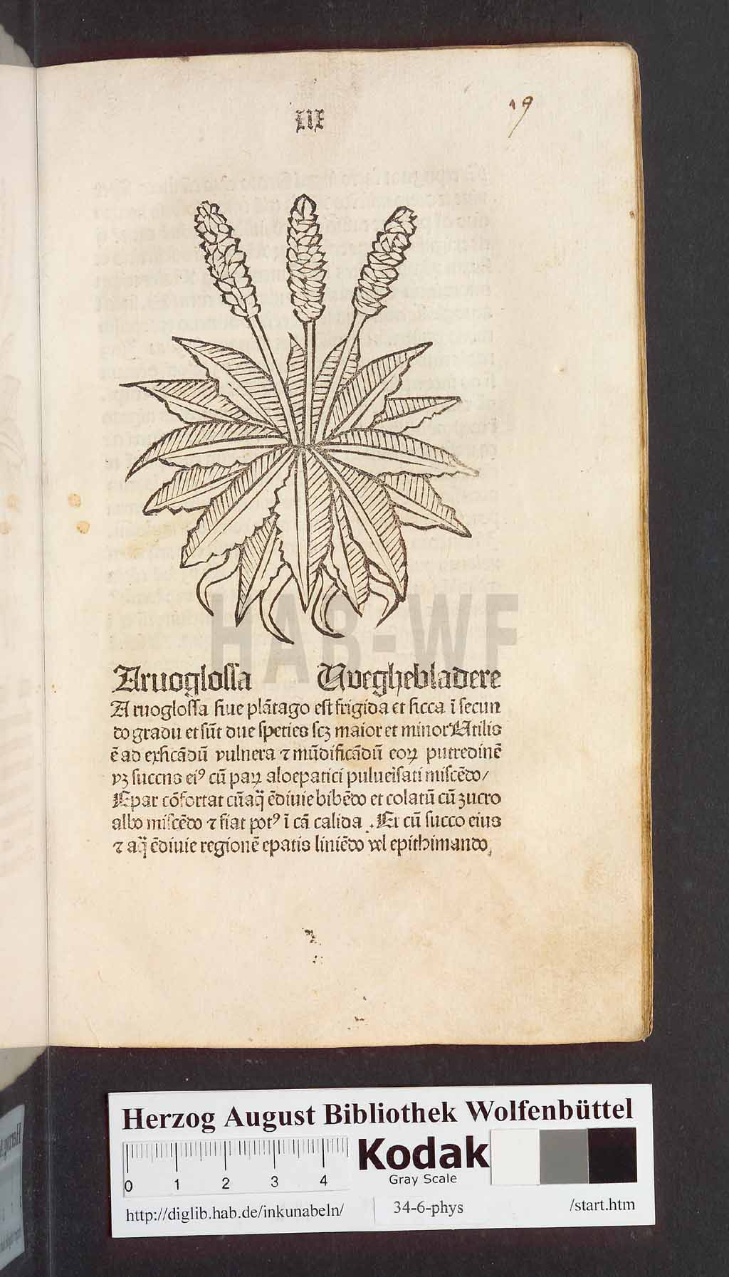 http://diglib.hab.de/inkunabeln/34-6-phys/00041.jpg