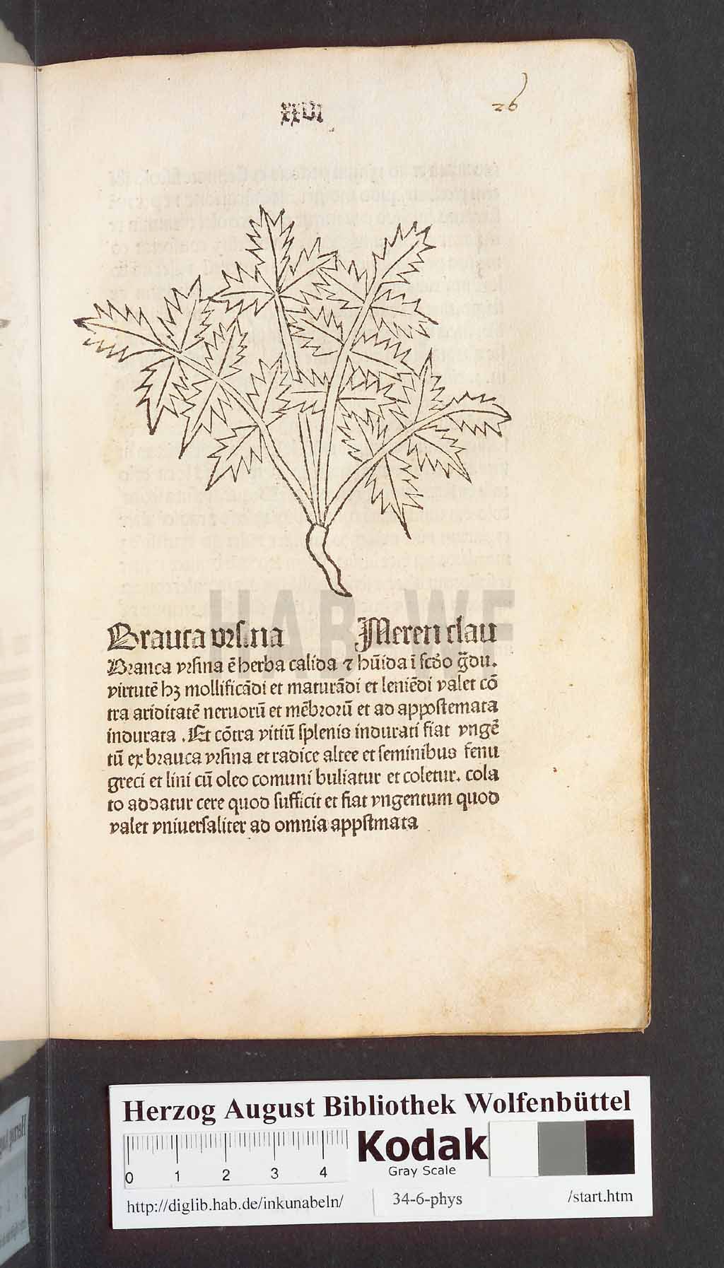 http://diglib.hab.de/inkunabeln/34-6-phys/00055.jpg