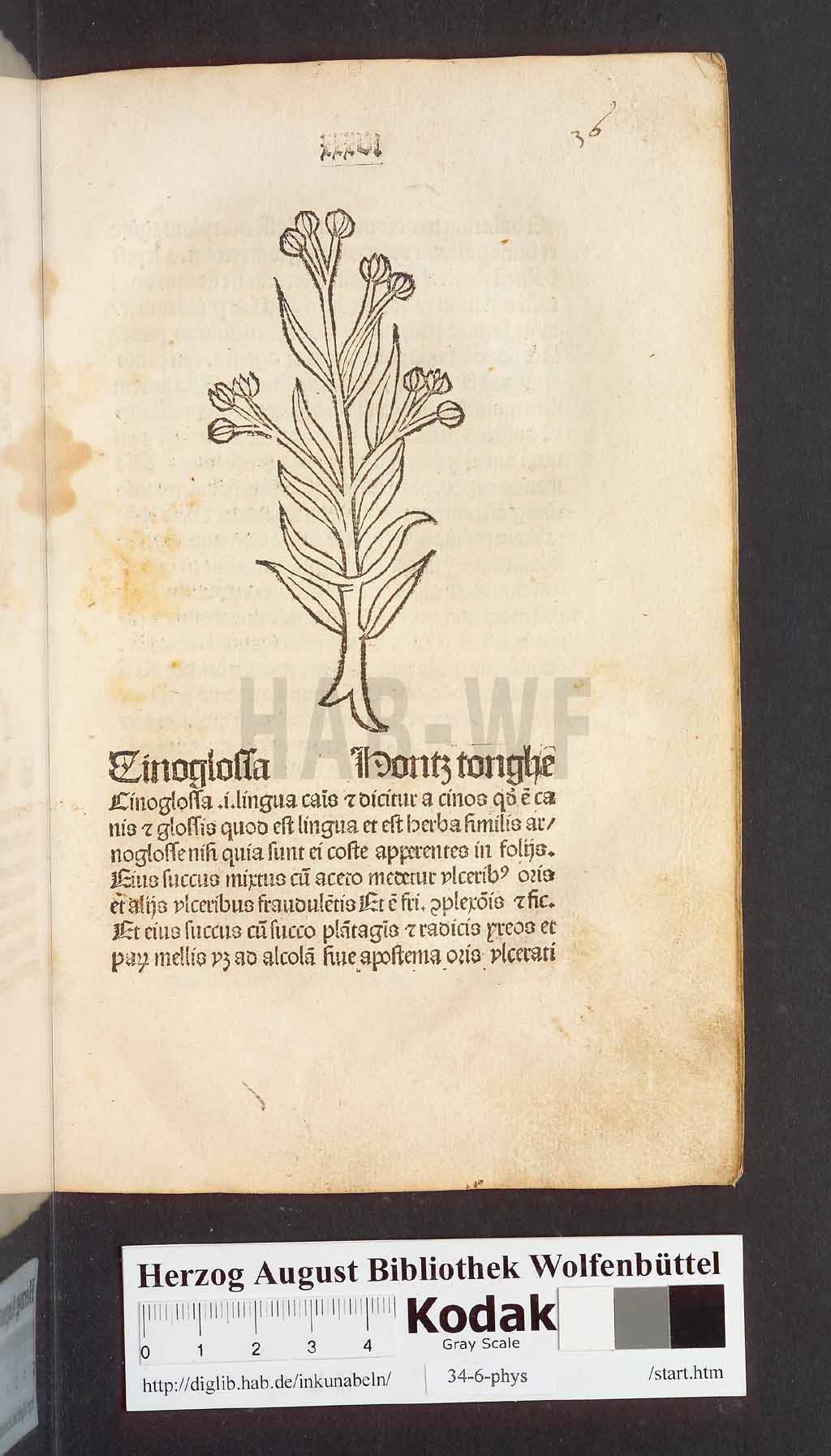 http://diglib.hab.de/inkunabeln/34-6-phys/00075.jpg