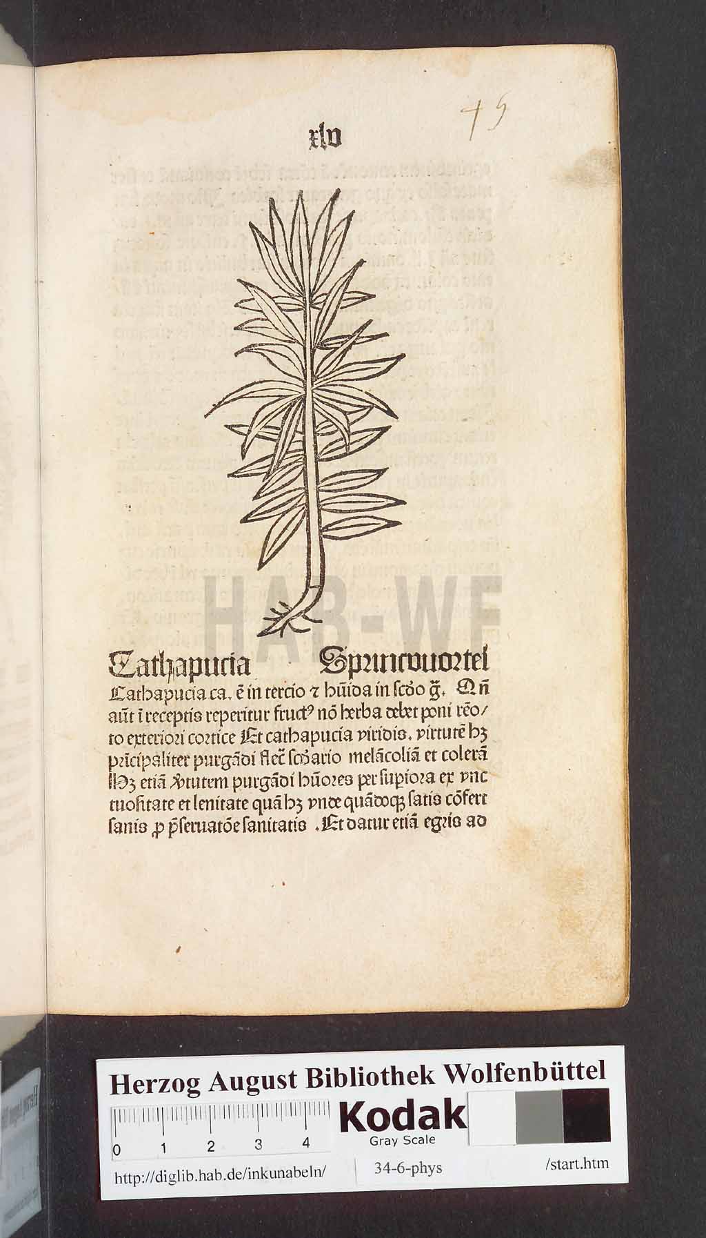 http://diglib.hab.de/inkunabeln/34-6-phys/00093.jpg