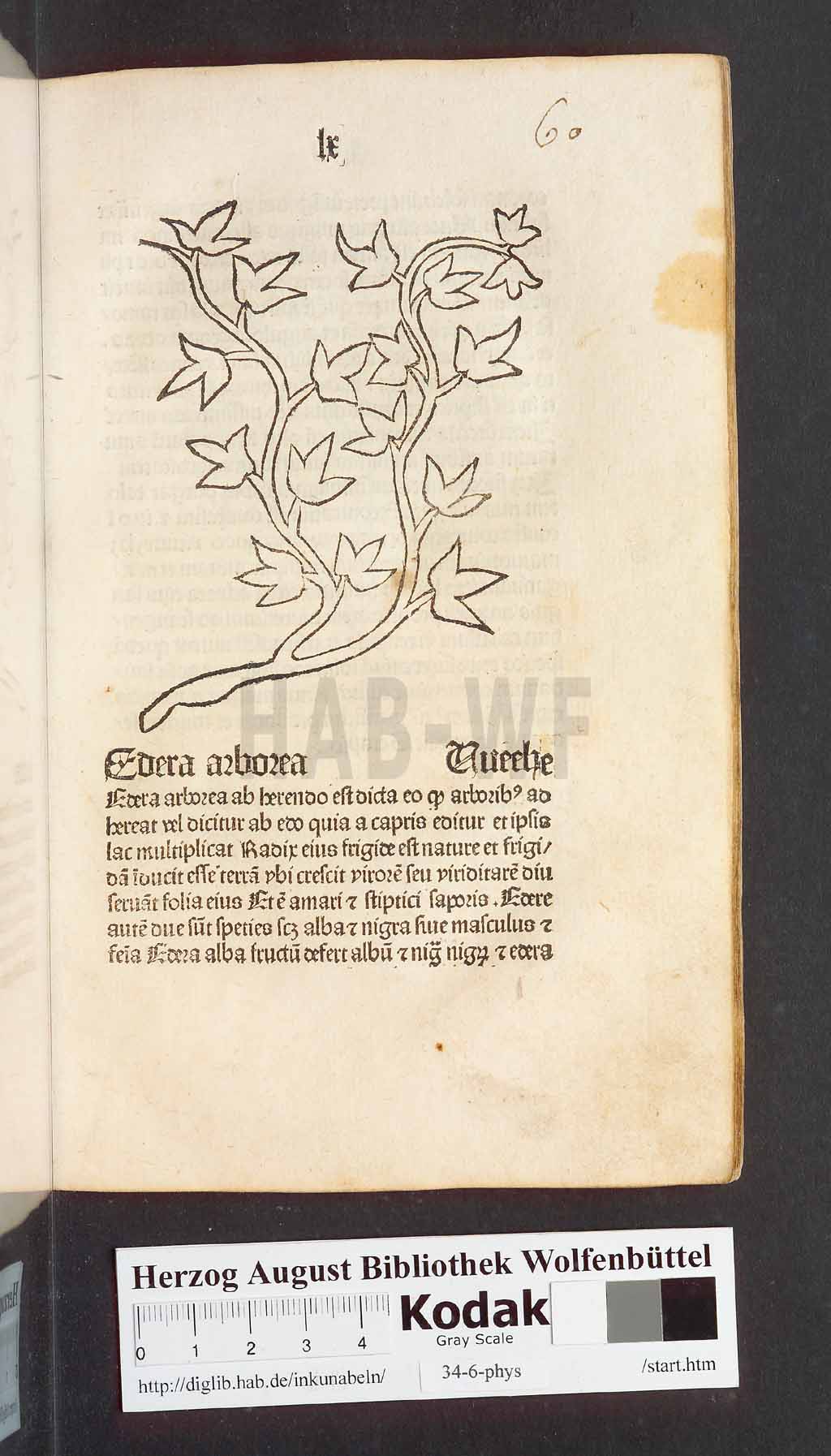 http://diglib.hab.de/inkunabeln/34-6-phys/00123.jpg