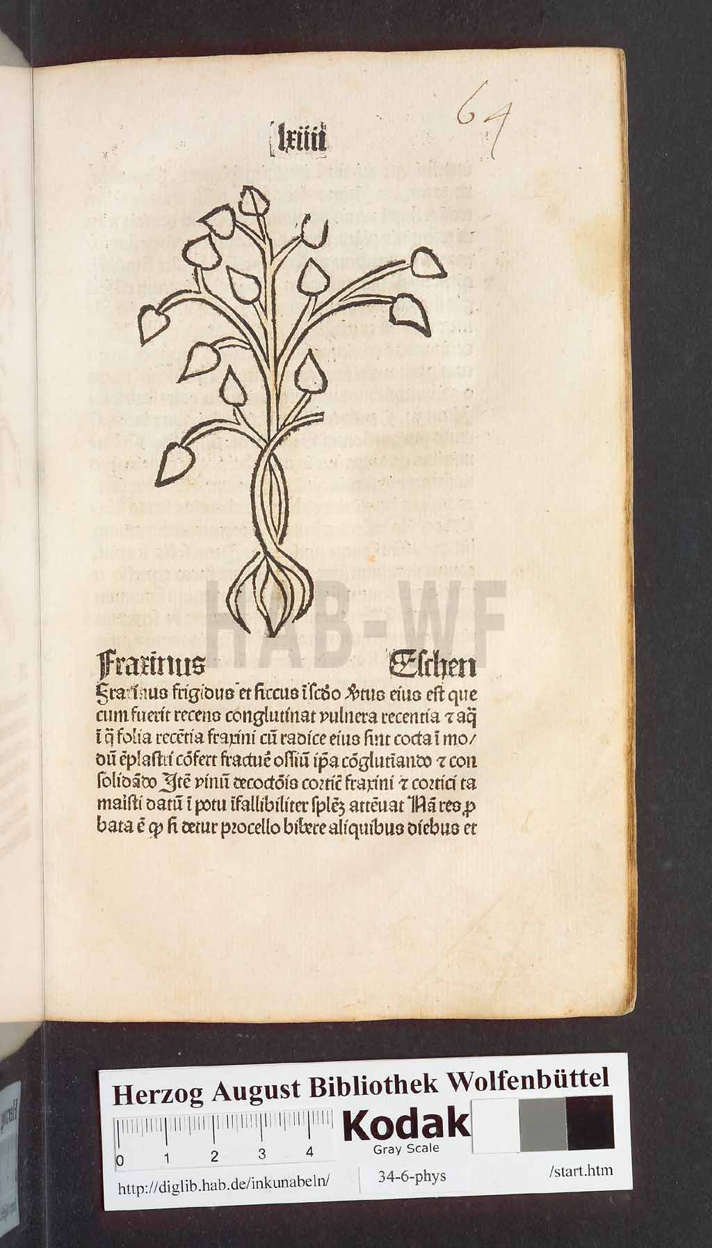 http://diglib.hab.de/inkunabeln/34-6-phys/00131.jpg
