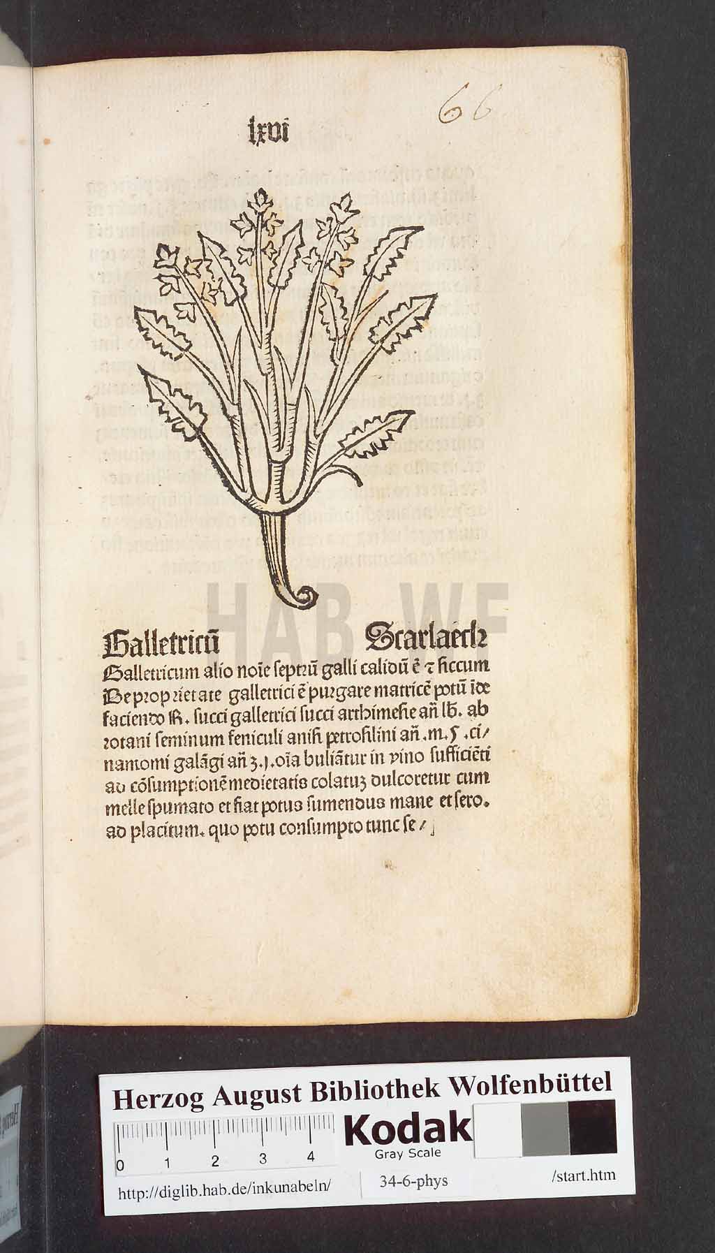 http://diglib.hab.de/inkunabeln/34-6-phys/00135.jpg