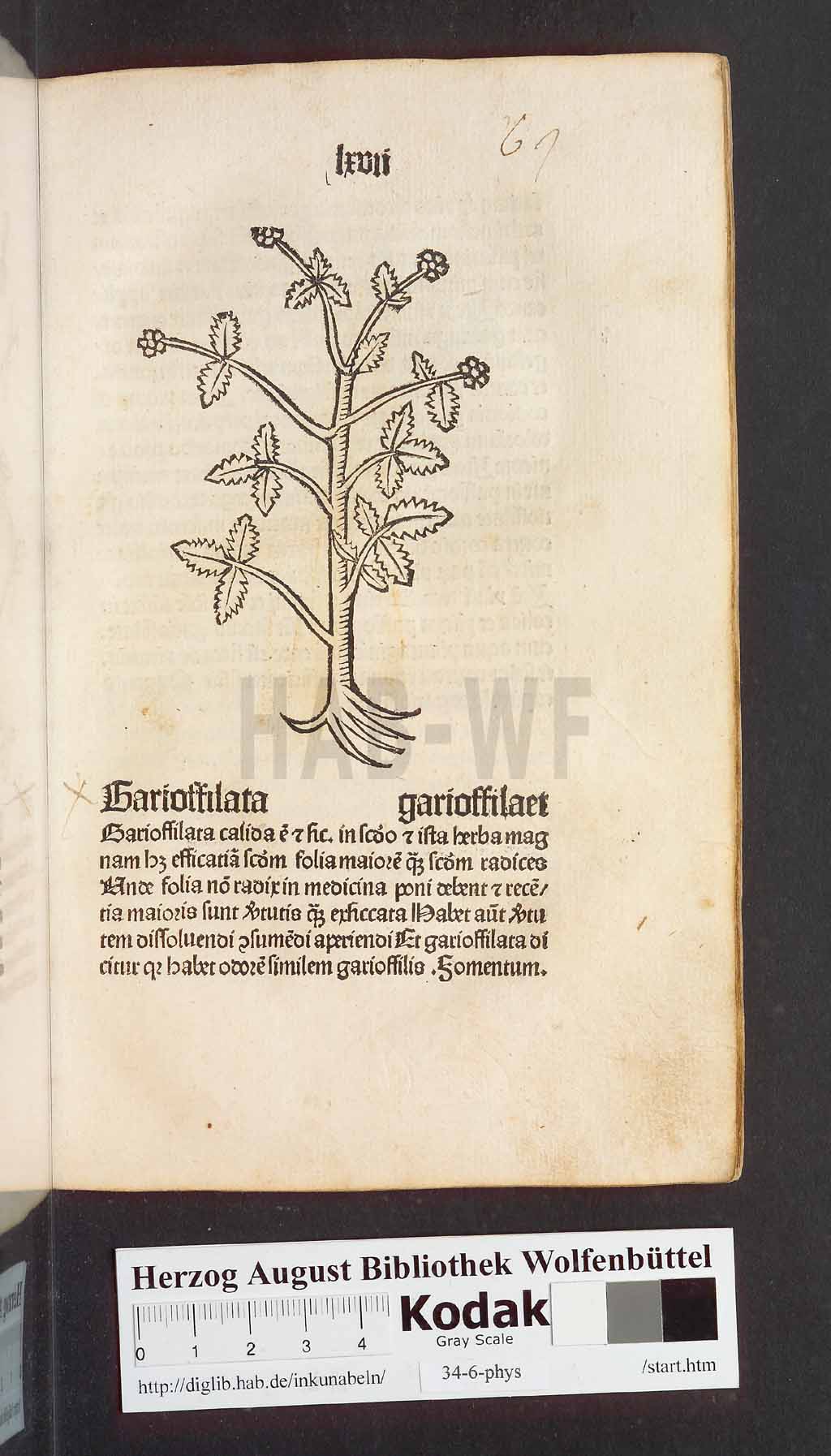 http://diglib.hab.de/inkunabeln/34-6-phys/00137.jpg