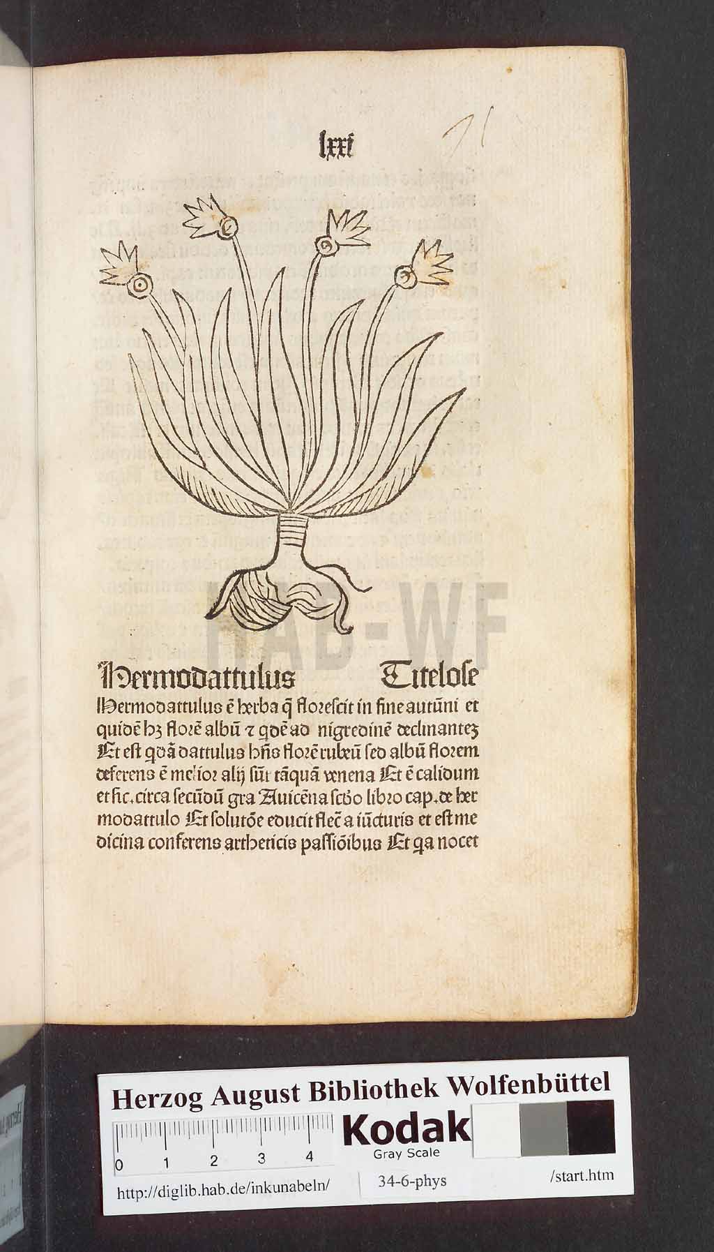 http://diglib.hab.de/inkunabeln/34-6-phys/00145.jpg
