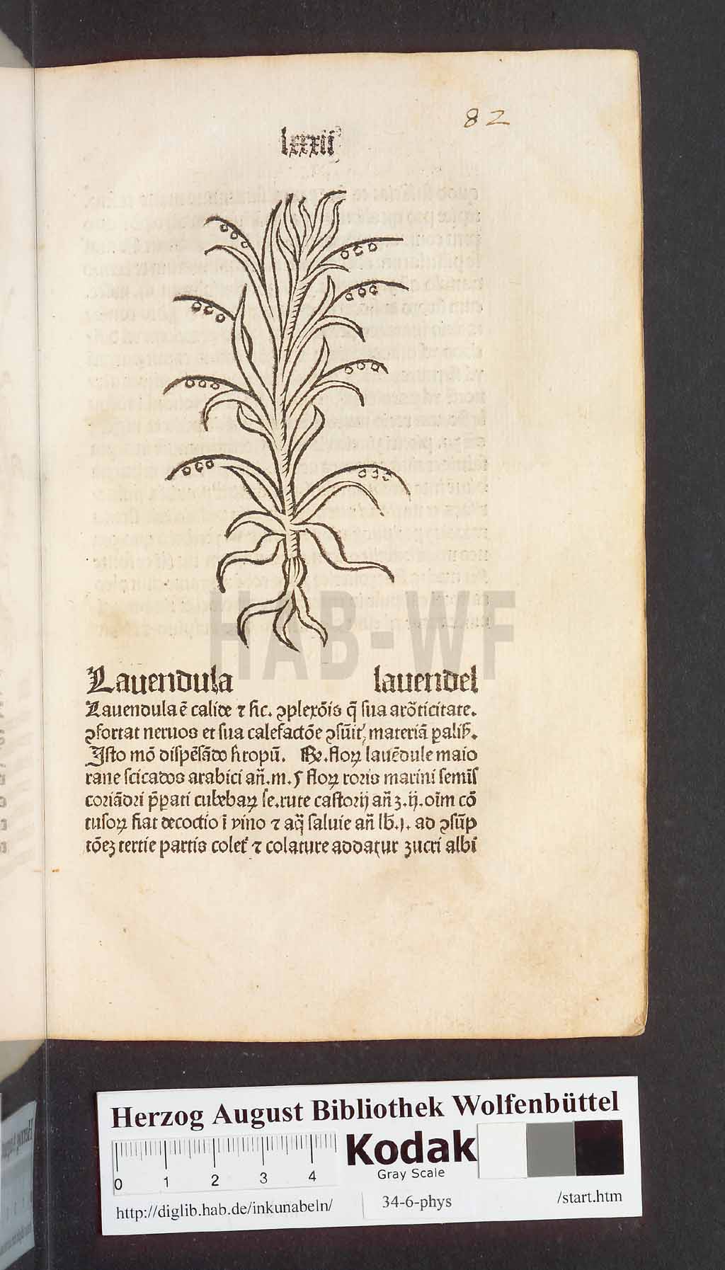 http://diglib.hab.de/inkunabeln/34-6-phys/00167.jpg