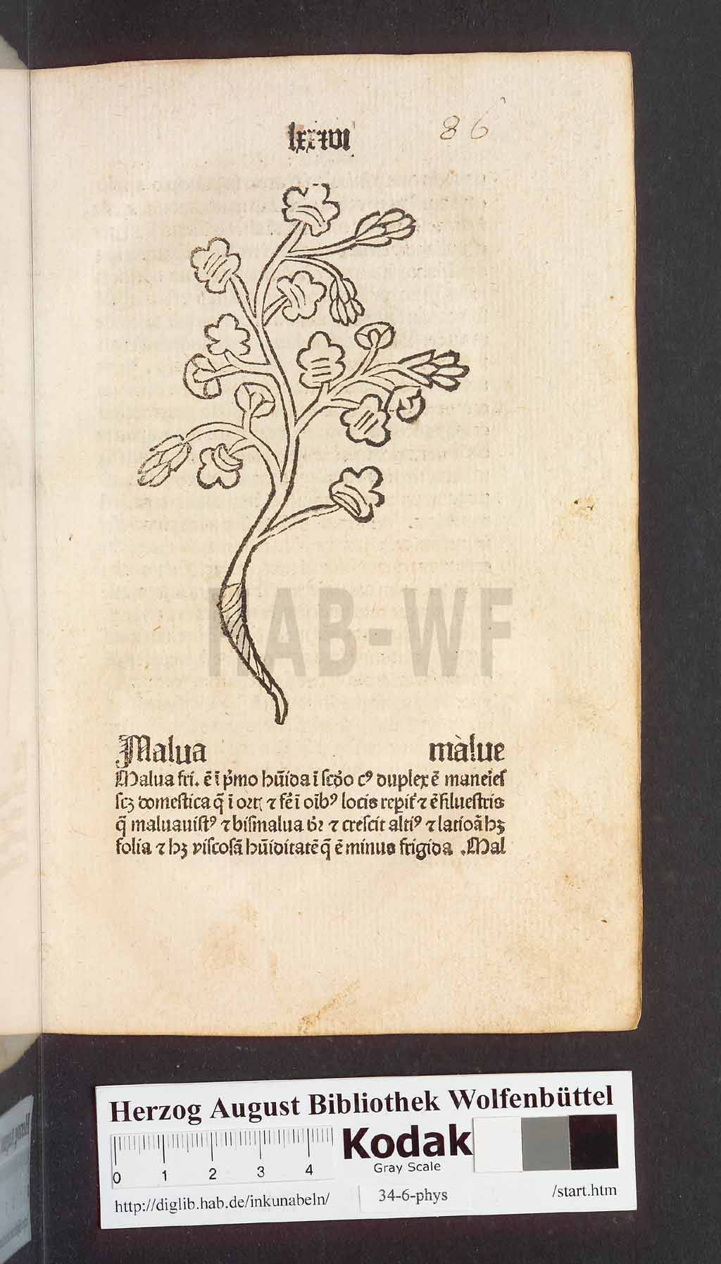 http://diglib.hab.de/inkunabeln/34-6-phys/00175.jpg
