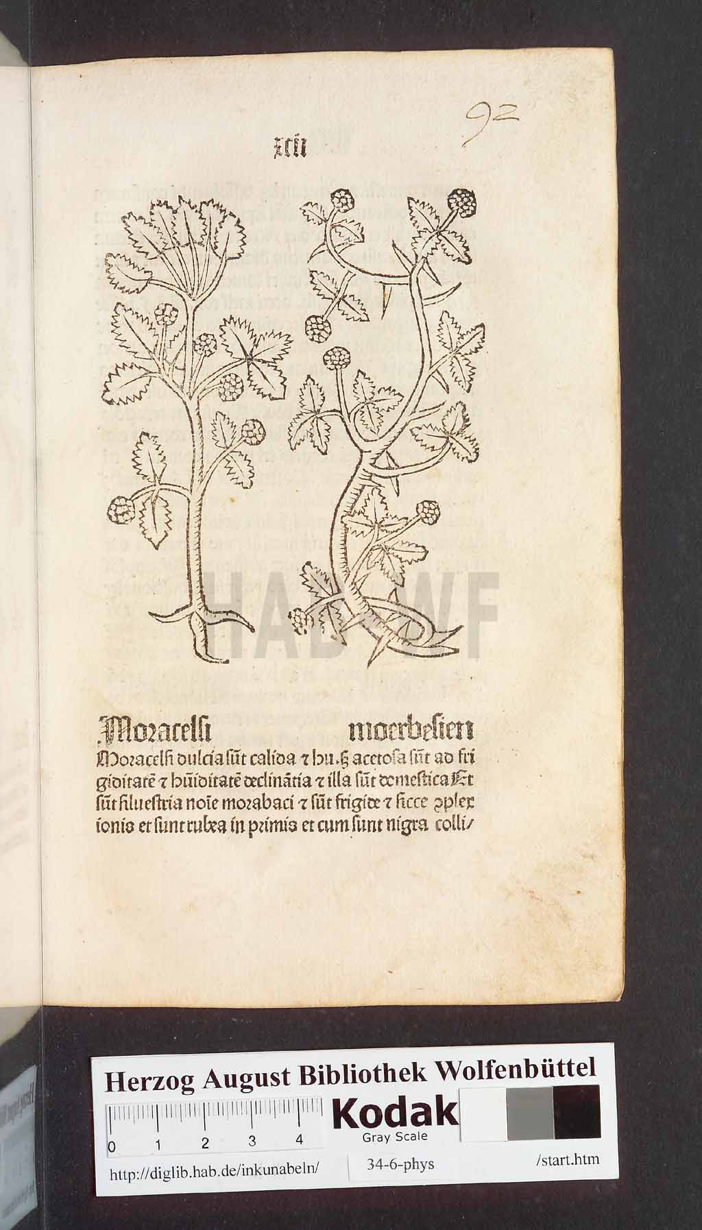 http://diglib.hab.de/inkunabeln/34-6-phys/00187.jpg