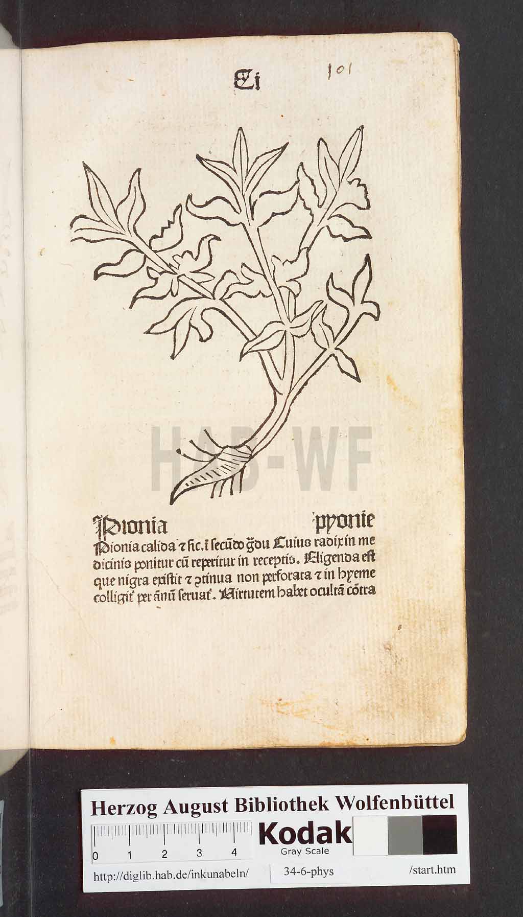 http://diglib.hab.de/inkunabeln/34-6-phys/00205.jpg