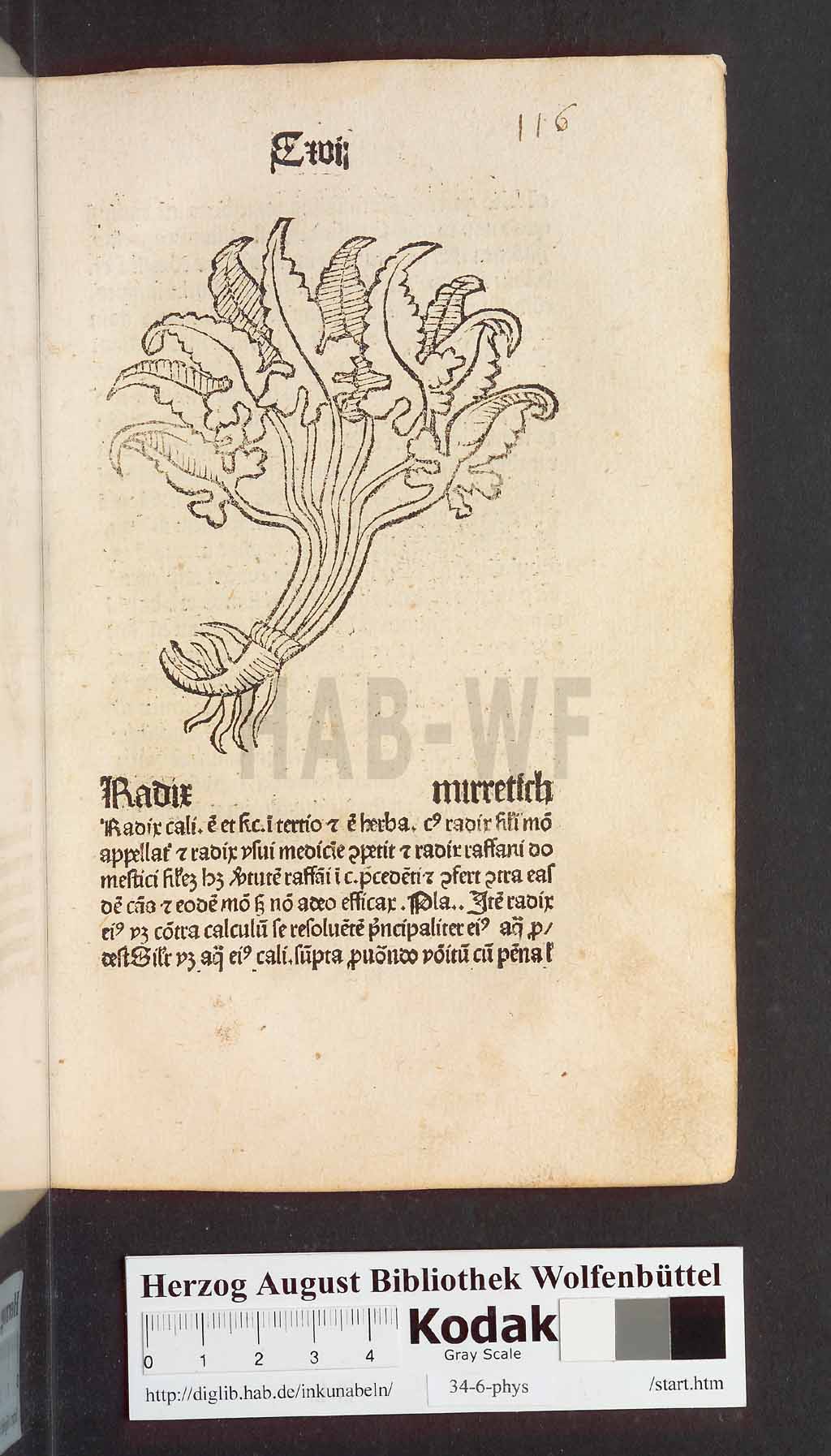 http://diglib.hab.de/inkunabeln/34-6-phys/00235.jpg