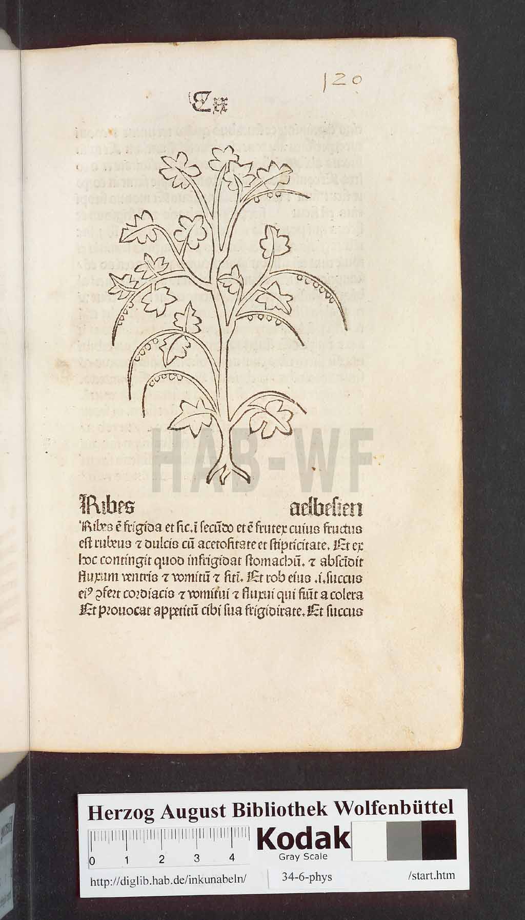 http://diglib.hab.de/inkunabeln/34-6-phys/00243.jpg
