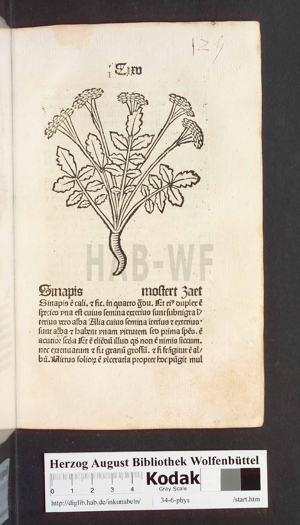 http://diglib.hab.de/inkunabeln/34-6-phys/00253.jpg