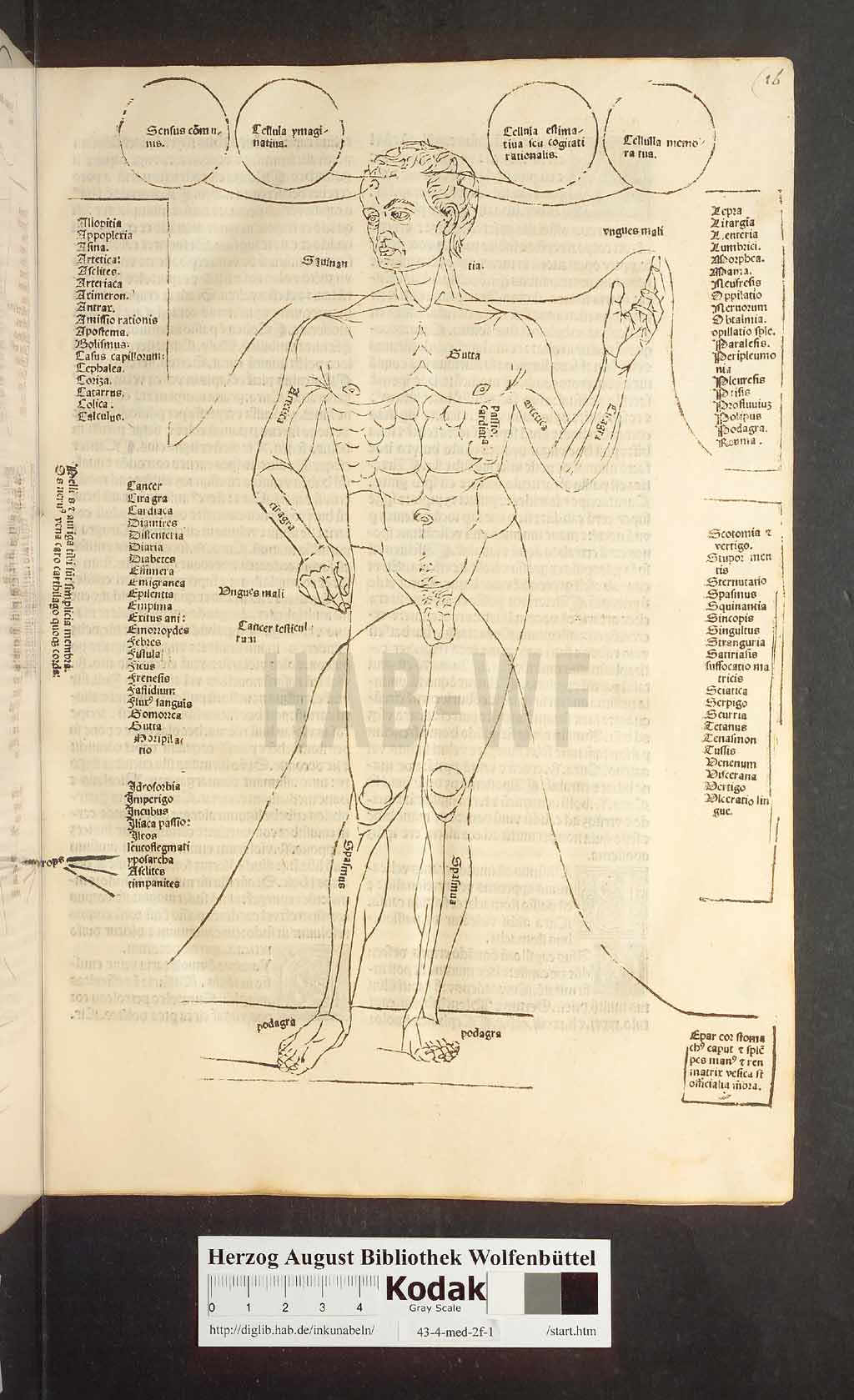 http://diglib.hab.de/inkunabeln/43-4-med-2f-1/00037.jpg