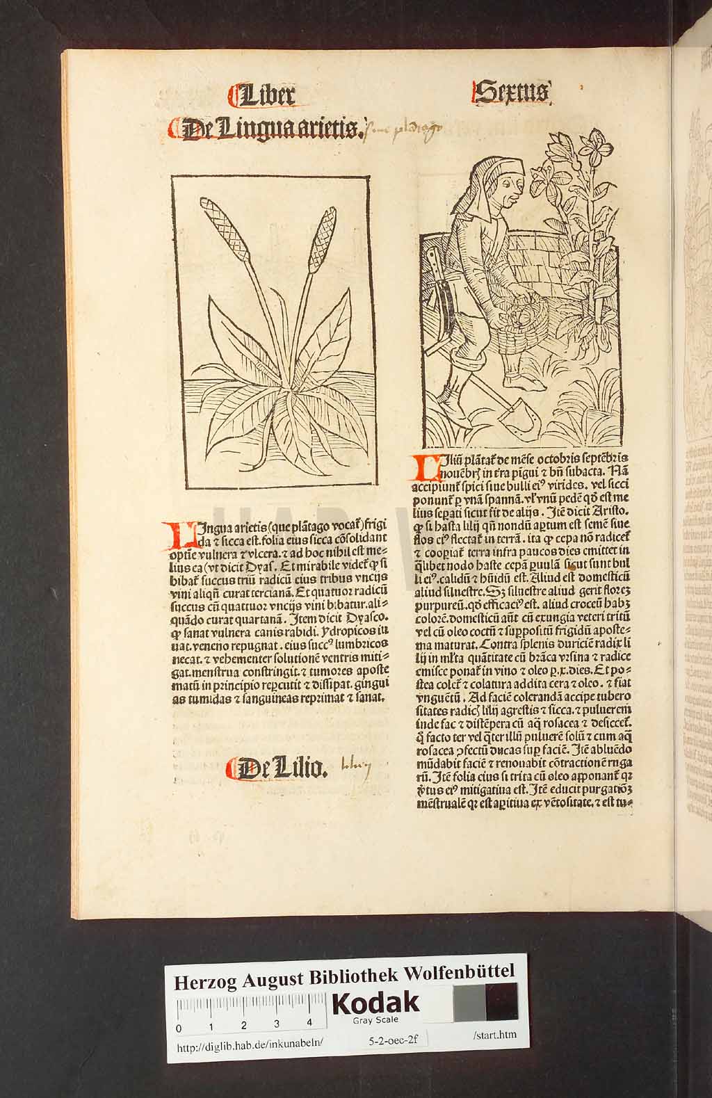 http://diglib.hab.de/inkunabeln/5-2-oec-2f/00182.jpg