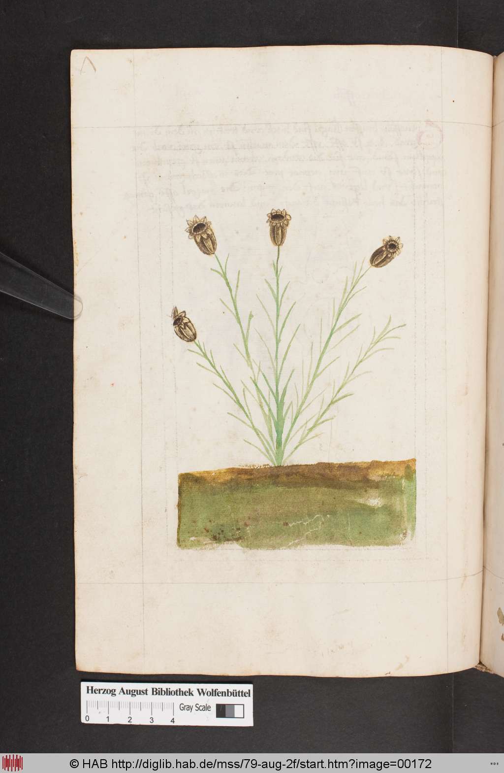 http://diglib.hab.de/mss/79-aug-2f/00172.jpg