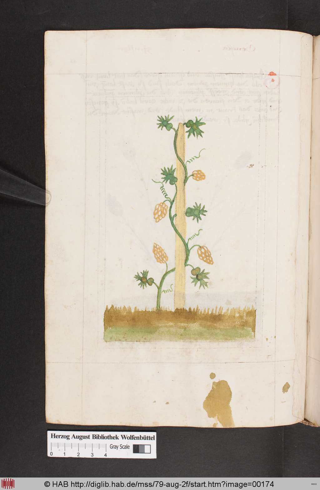 http://diglib.hab.de/mss/79-aug-2f/00174.jpg