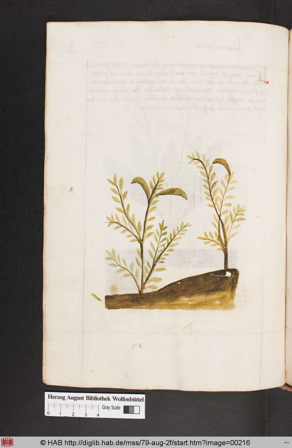 http://diglib.hab.de/mss/79-aug-2f/00216.jpg