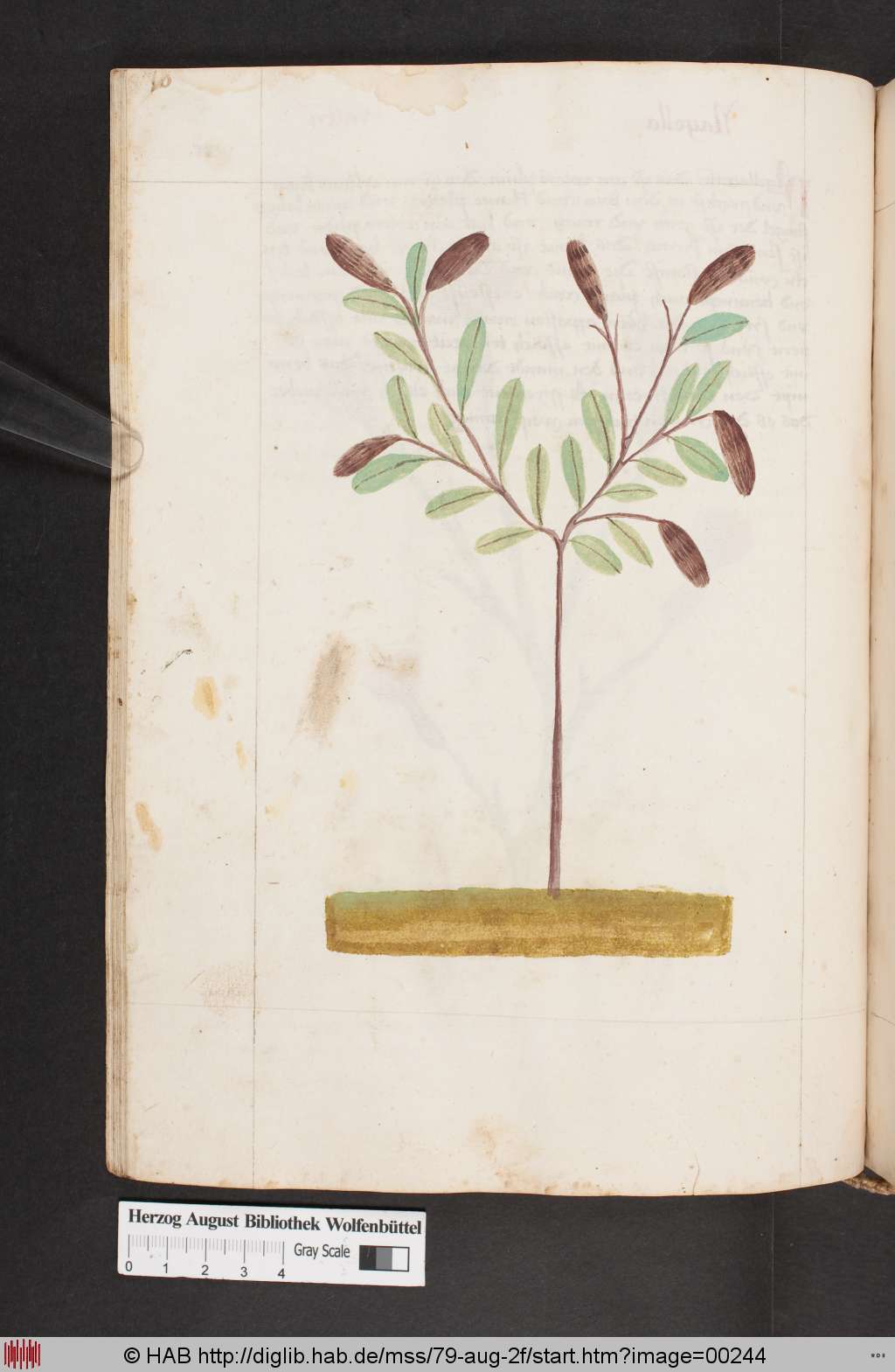 http://diglib.hab.de/mss/79-aug-2f/00244.jpg