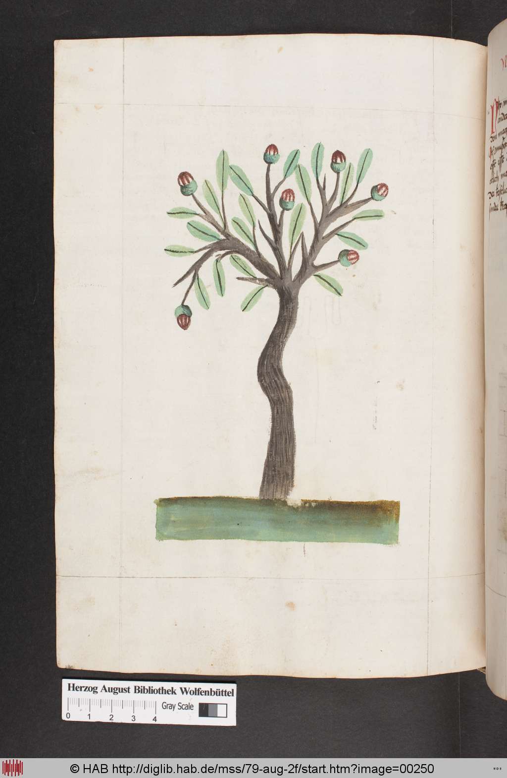 http://diglib.hab.de/mss/79-aug-2f/00250.jpg