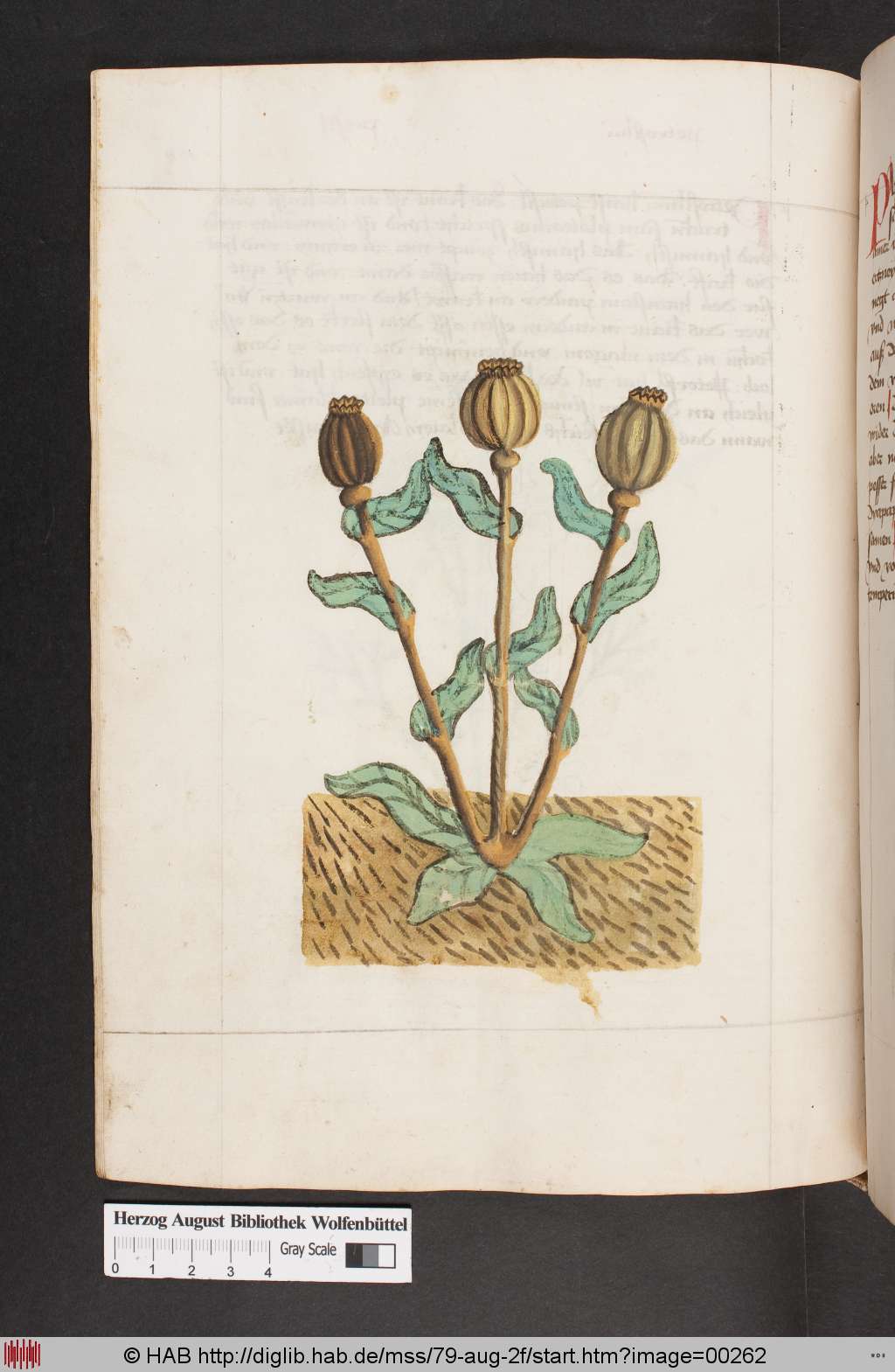 http://diglib.hab.de/mss/79-aug-2f/00262.jpg
