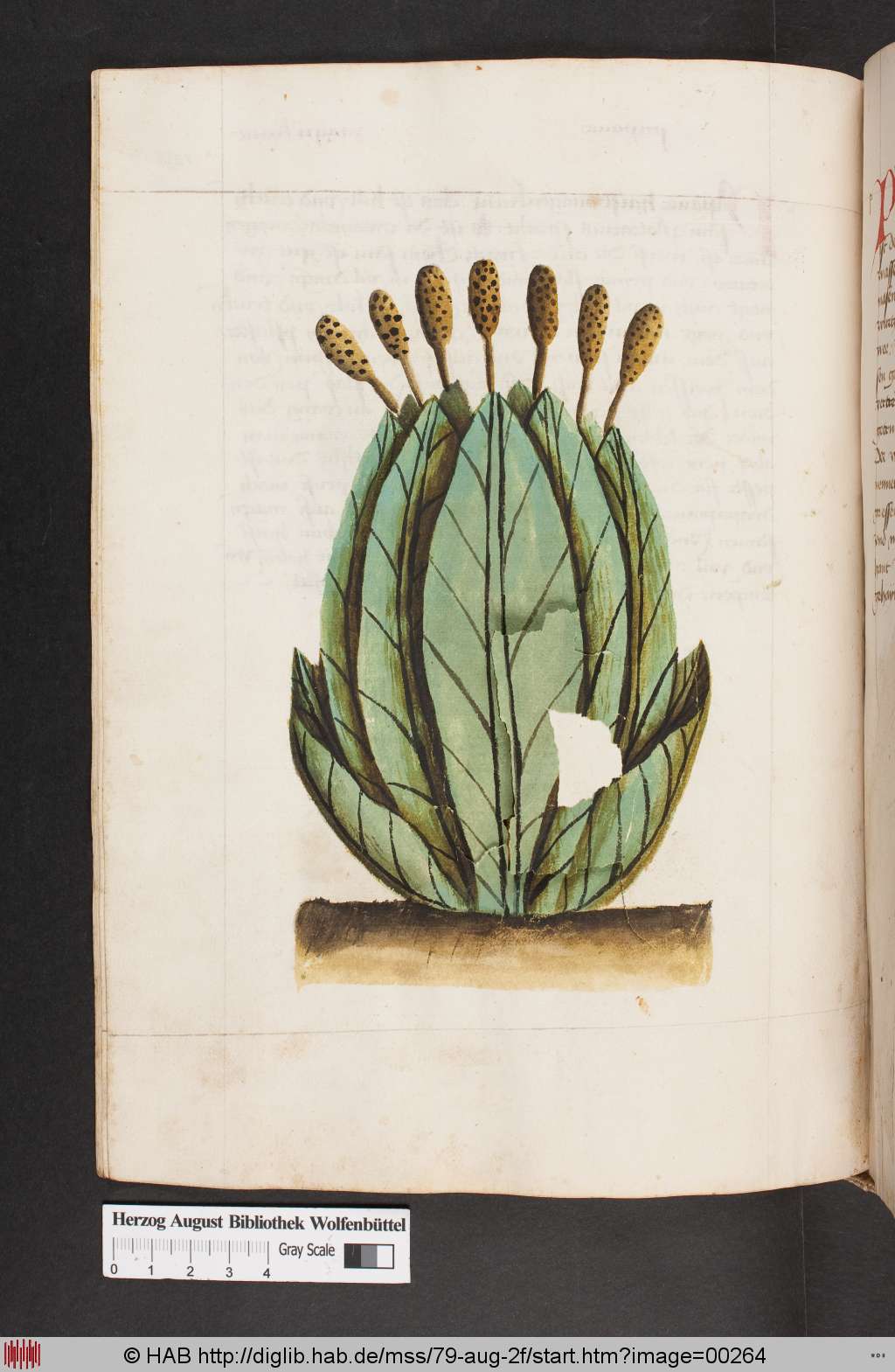 http://diglib.hab.de/mss/79-aug-2f/00264.jpg