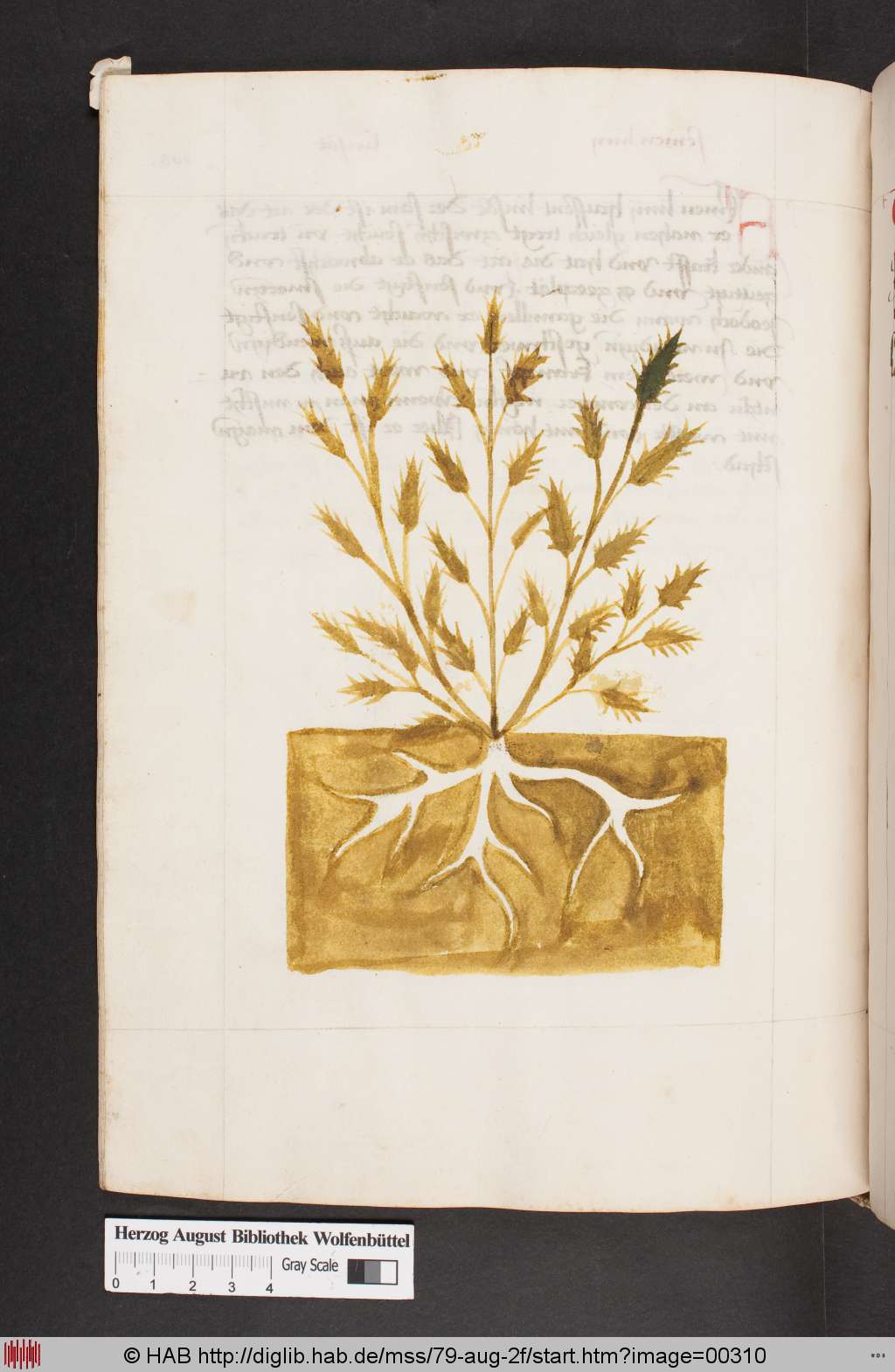 http://diglib.hab.de/mss/79-aug-2f/00310.jpg