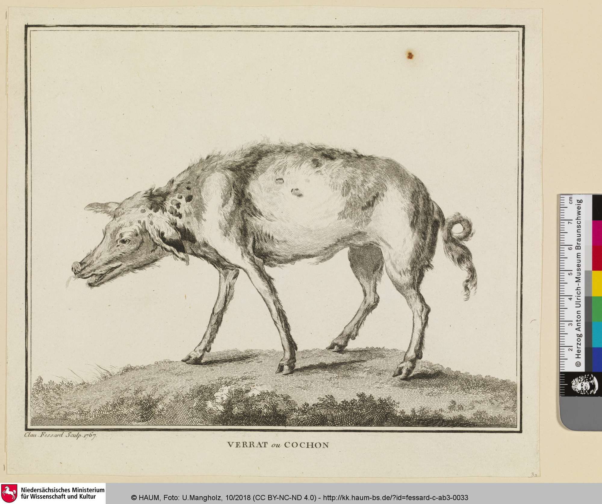 VERRAT ou COCHON [Zuchteber oder Schwein], Claude Mathieu Fessard, 1767