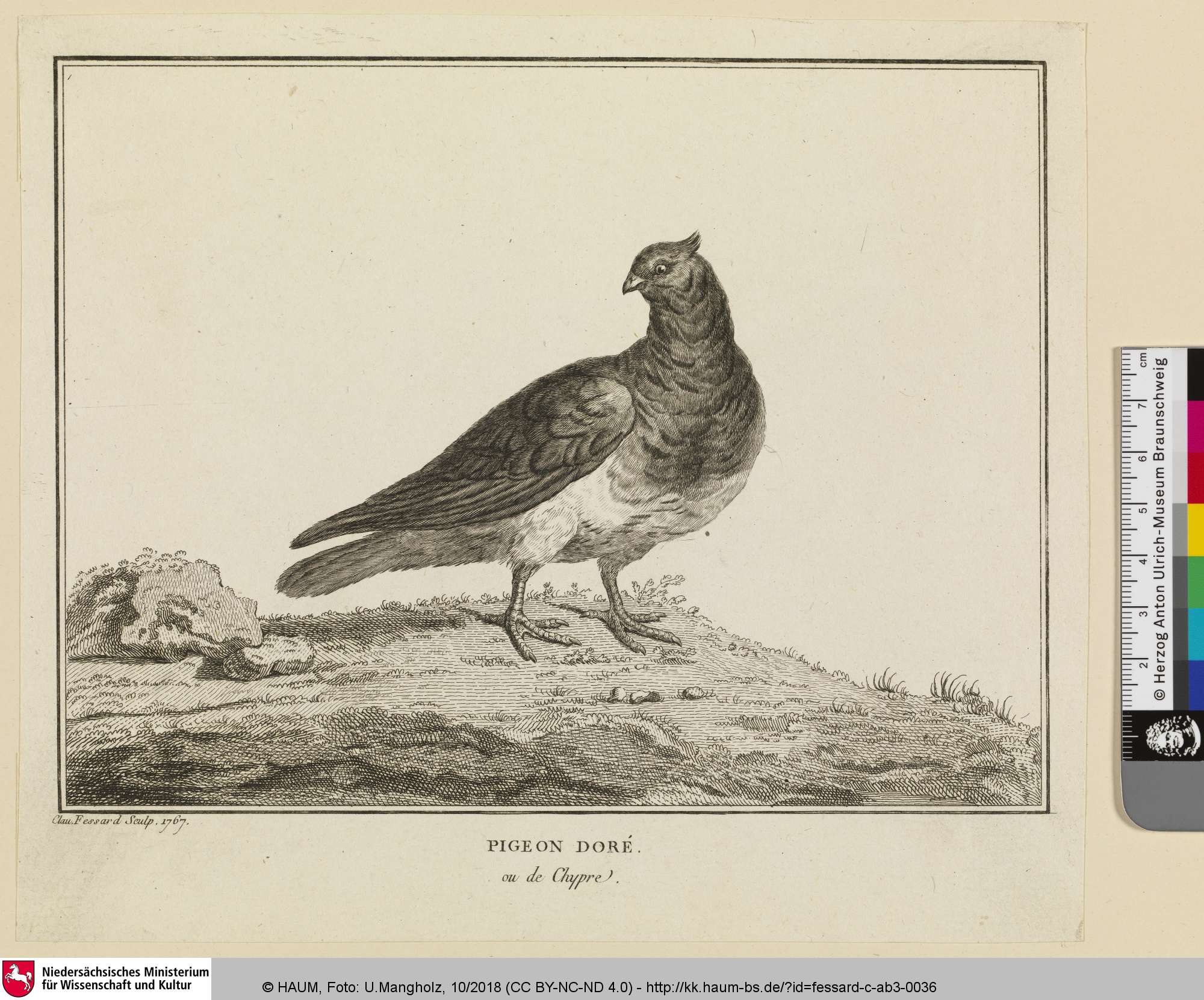PIGEON DORÉ [Goldtaube], Claude Mathieu Fessard, 1767