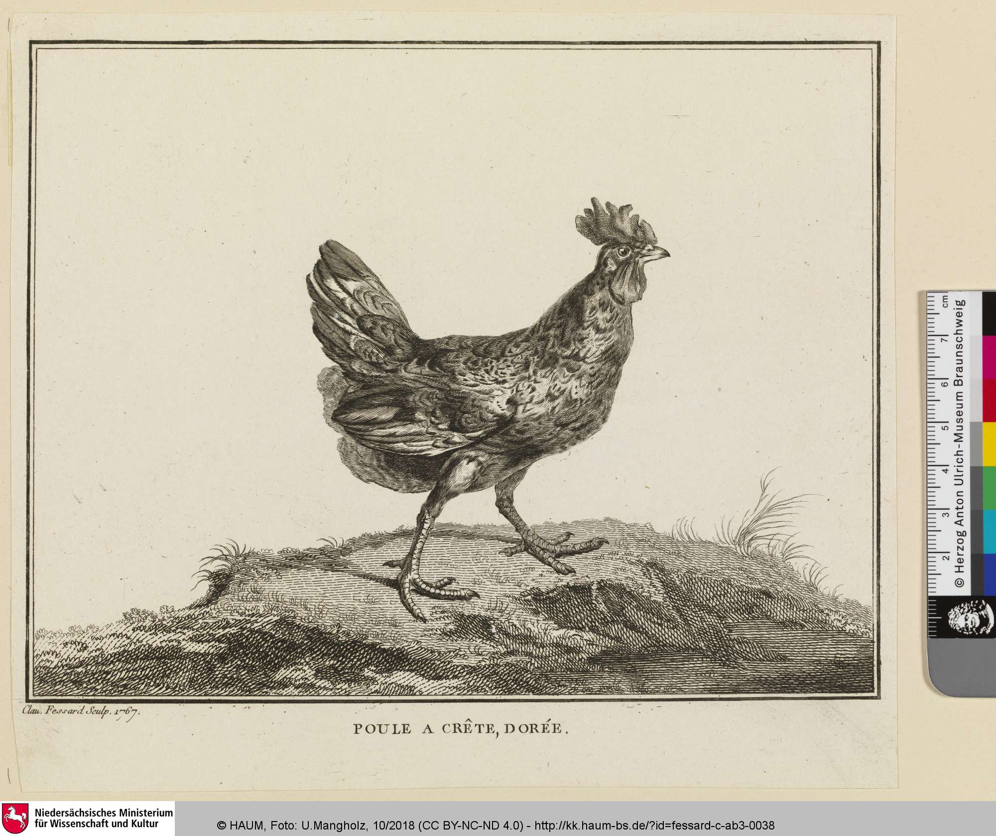POULE A CRÊTE, DORÉE, Claude Mathieu Fessard, 1767