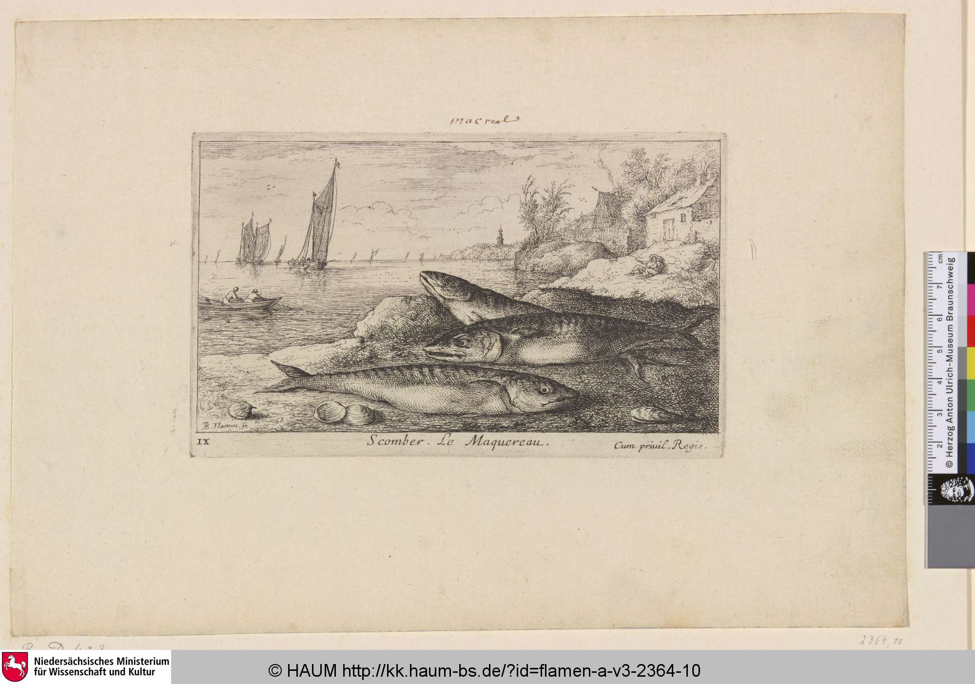 Scomber, Le Maquereau, Albert Flamen, 1635–1669