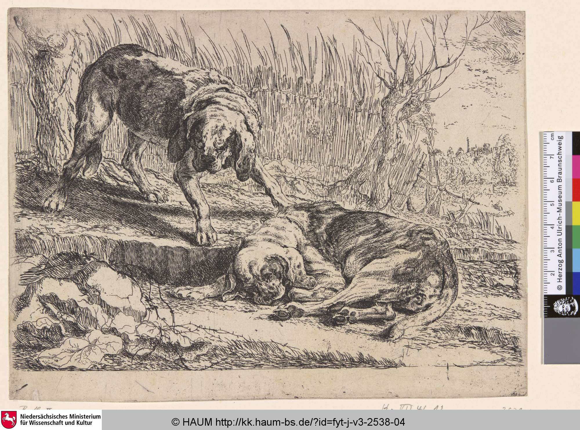 [Zwei Hunde vor Schilf; Two Dogs in front of Reed], Ян Фейт, 1642
