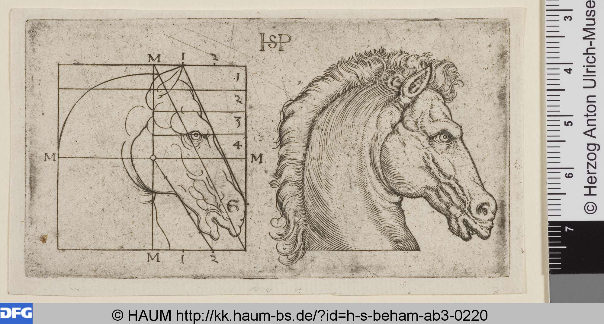 Pferdekopf mit Proportionsstudie, Hans Sebald Beham, 1520–1550