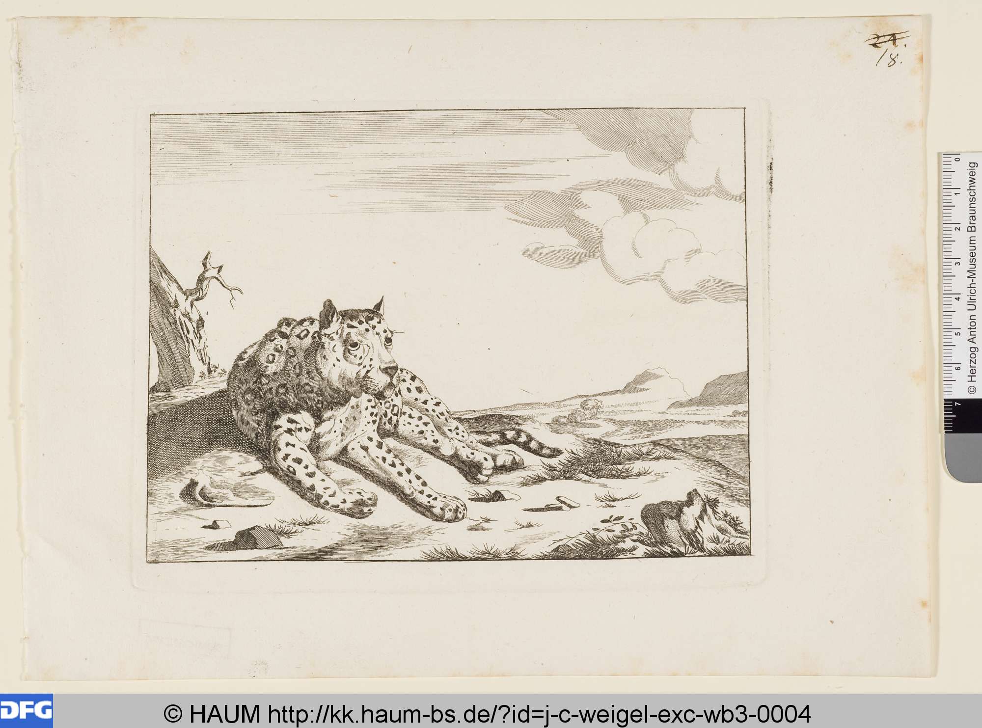 Liegender alter Leopard, Johann Christoph Weigel, 1681–1726