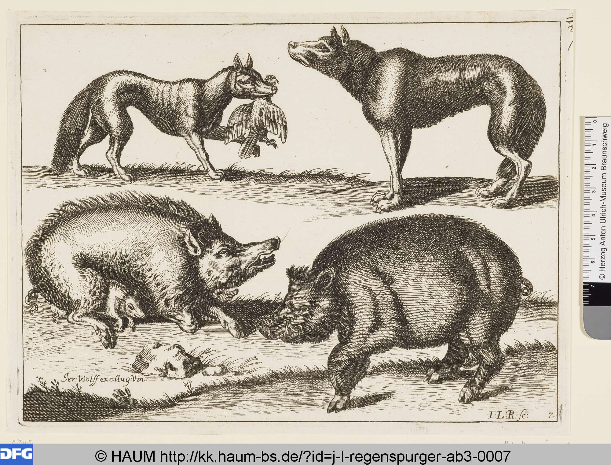 Wildschwein, Fuchs und Wolf, J.L. Regenspurger, 1701–1725