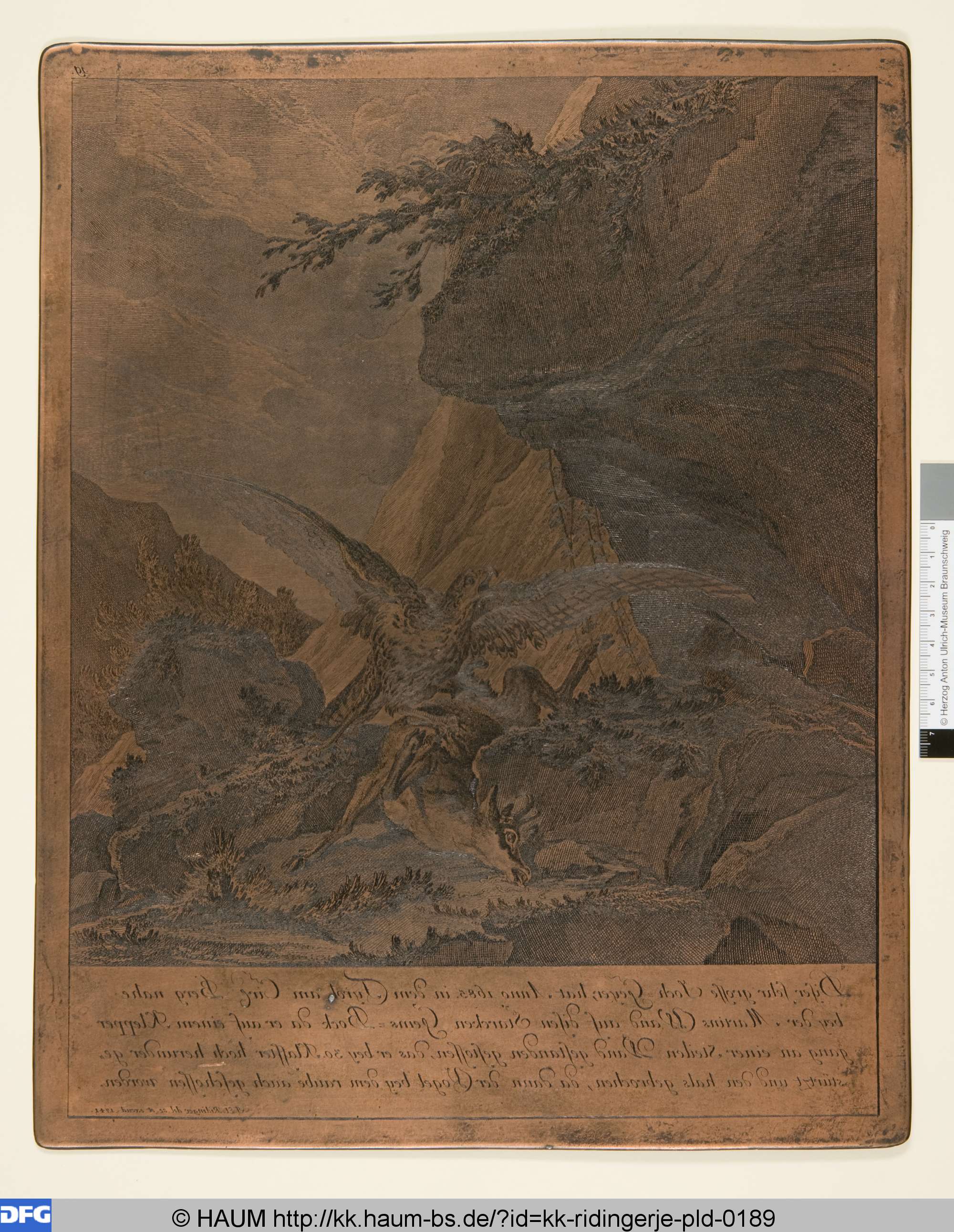 Jochgeier und Gemse, Johann Elias Ridinger, 1768