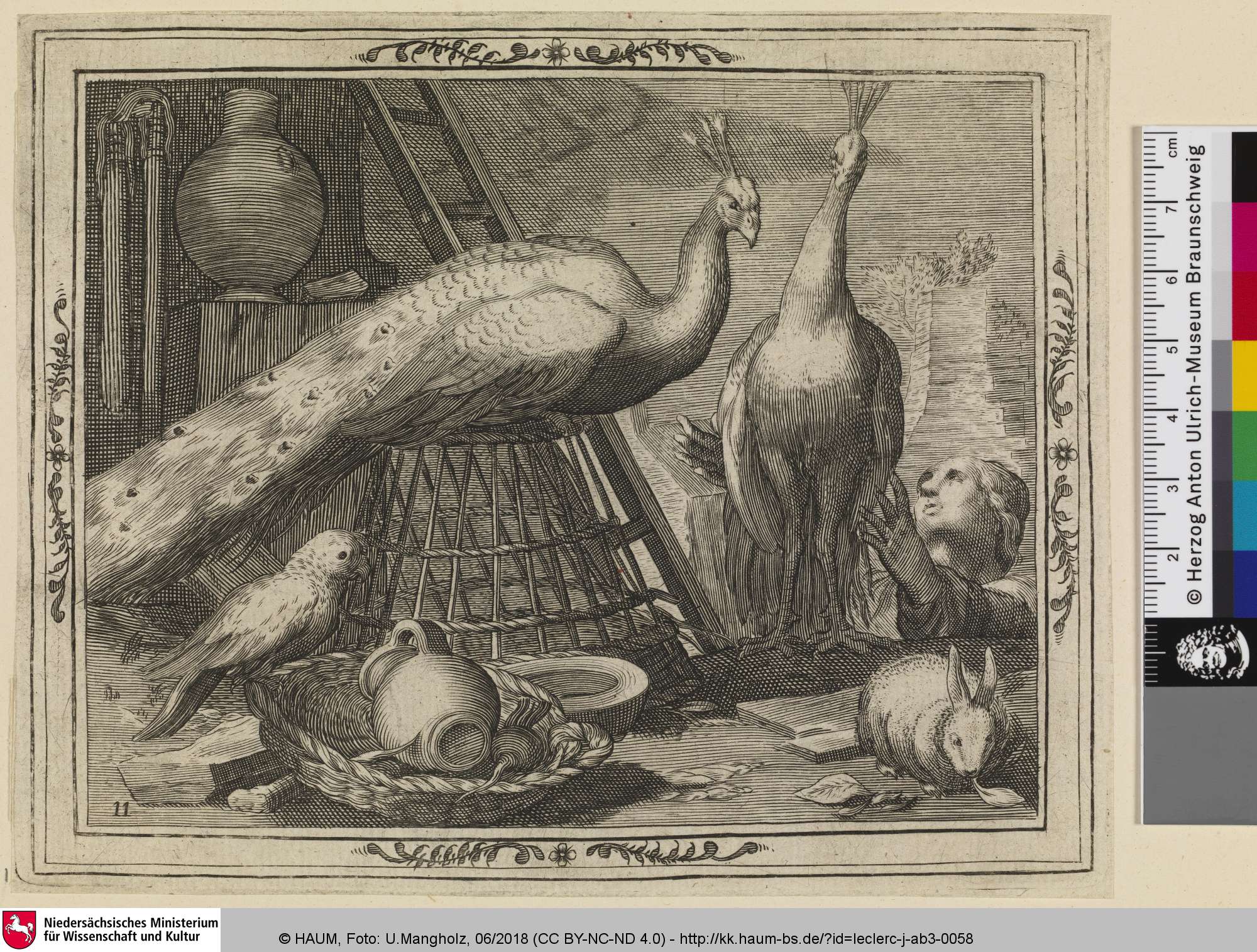 [Zwei Pfauen, ein Kaninchen und ein Papagei], Jean Le Clerc, 1580–1621
