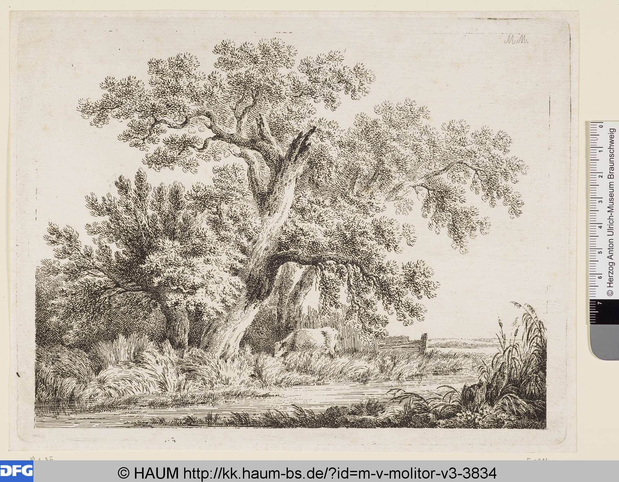 Die am Ufer weidende Kuh, Martin von Molitor, 1779–1812