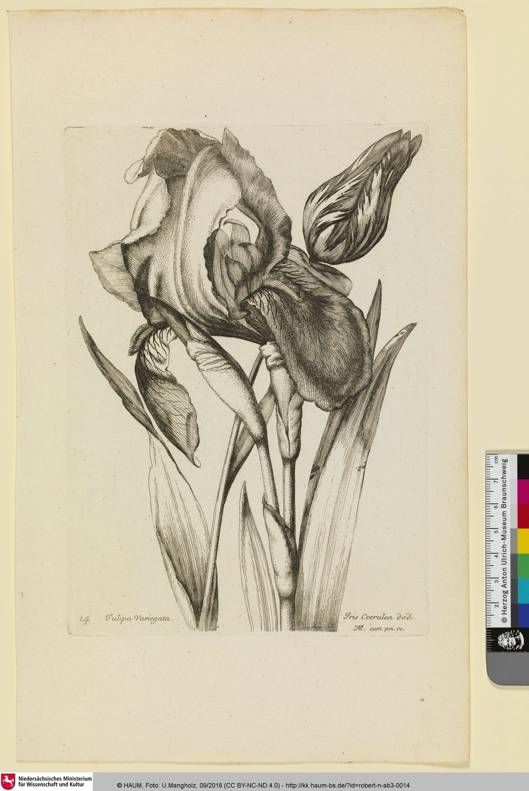 Tulipa Variegata; Iris Coerulea dod., Nicolas Robert, 1634–1685