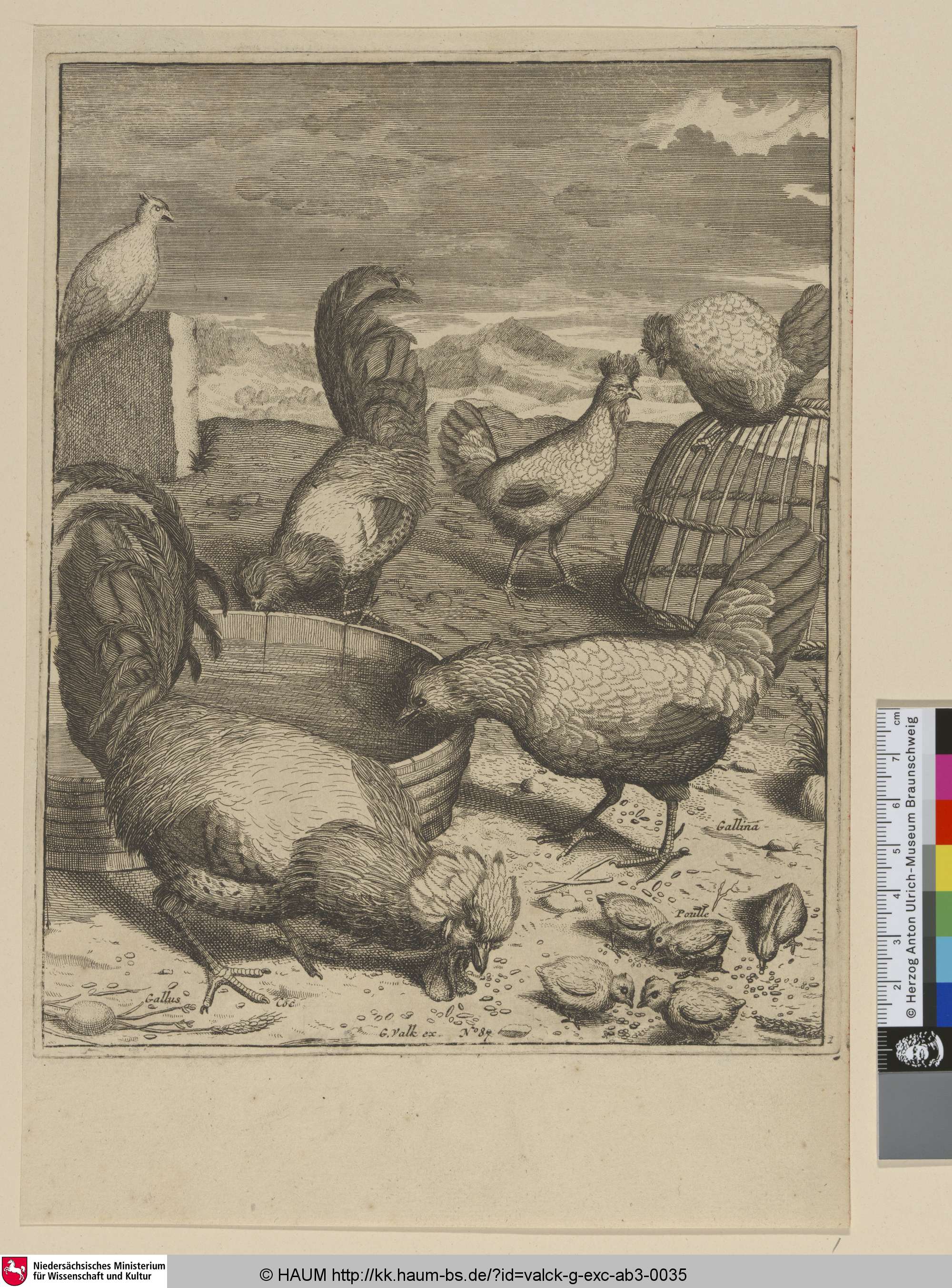 [Geflügel; Poultry], Gerard Valck, 1651–1726